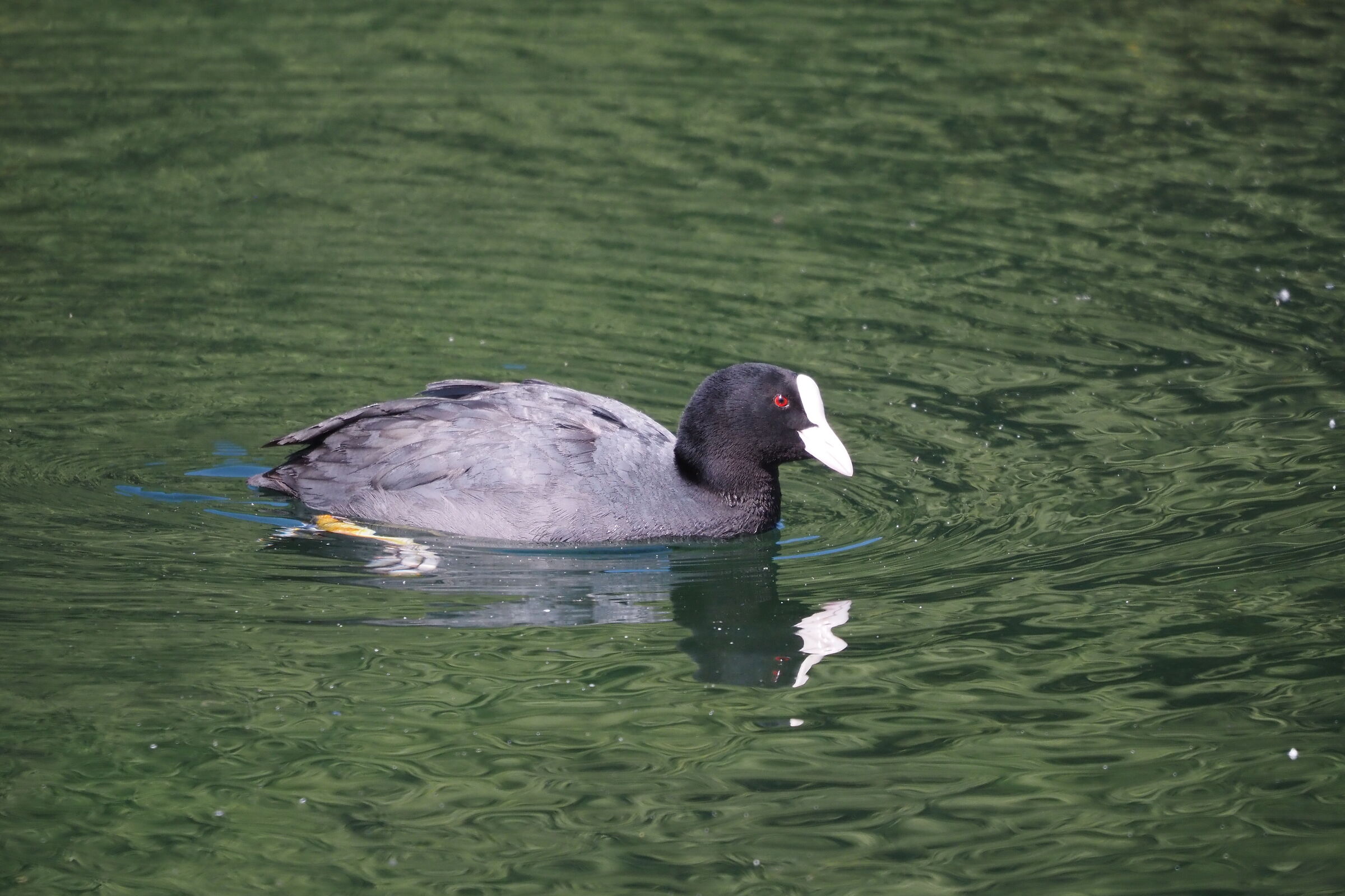 Coot
