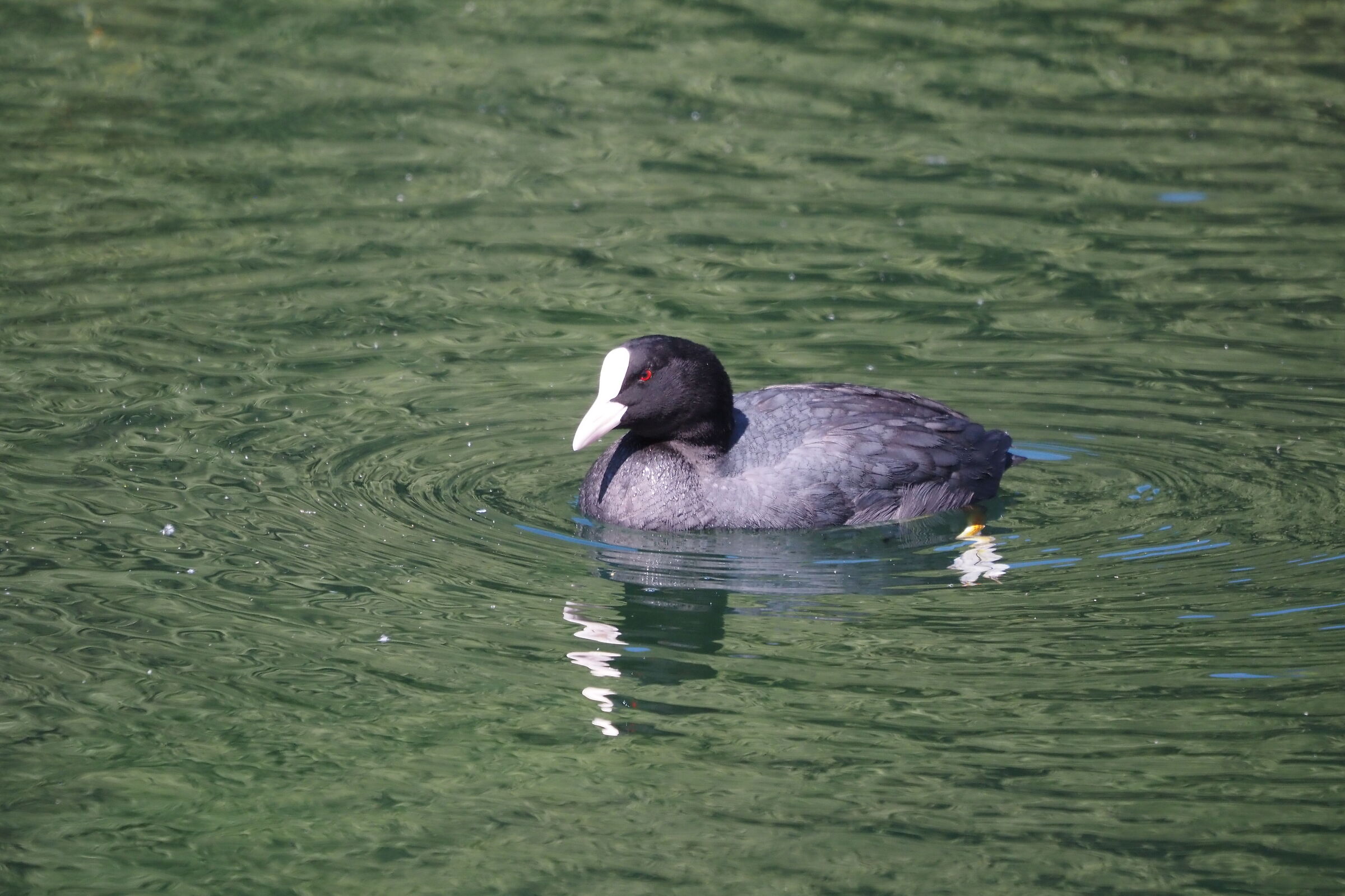 Coot