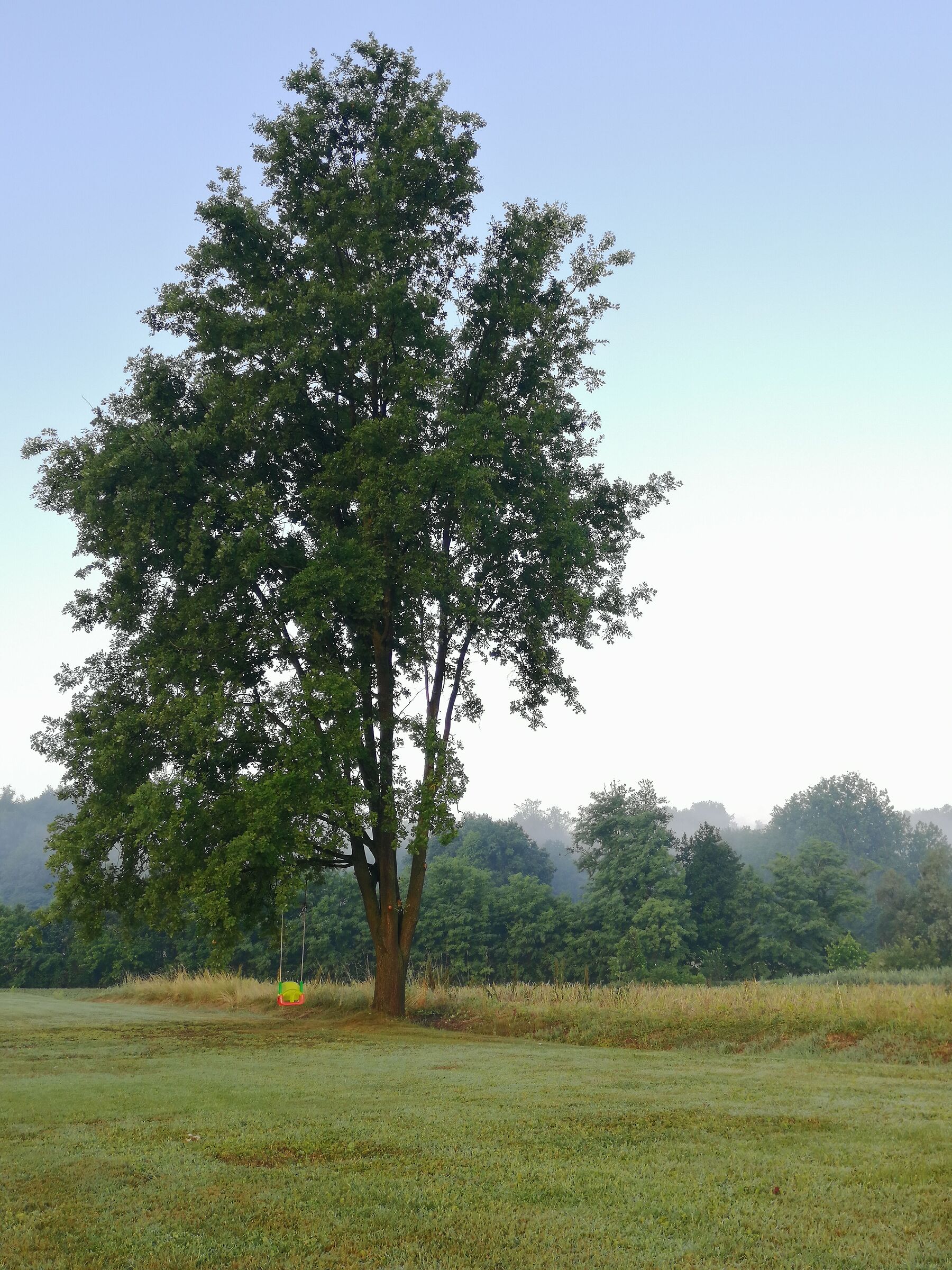 The swing in the field