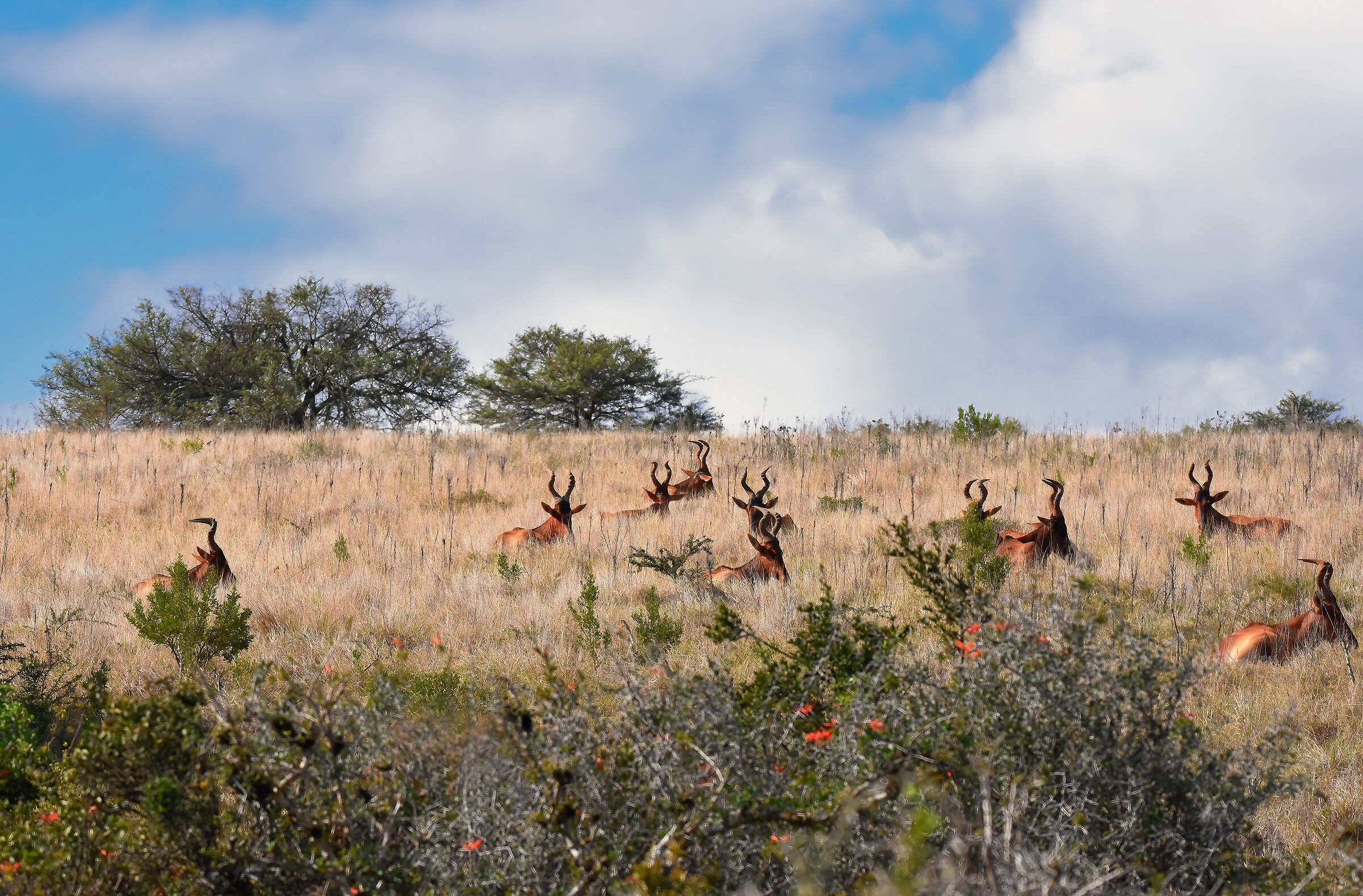 Alcefali (Alcelaphus buselaphus)