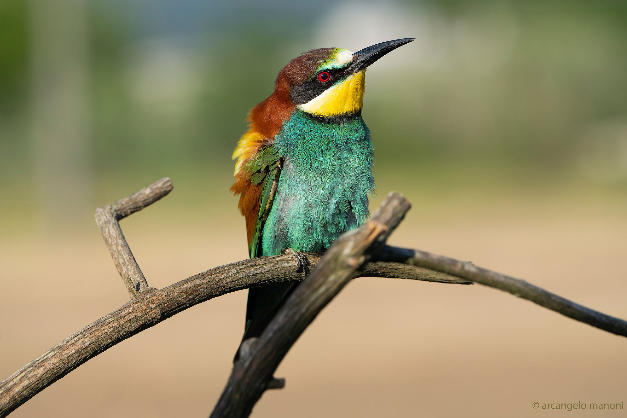 Technical tests on the bee-eater