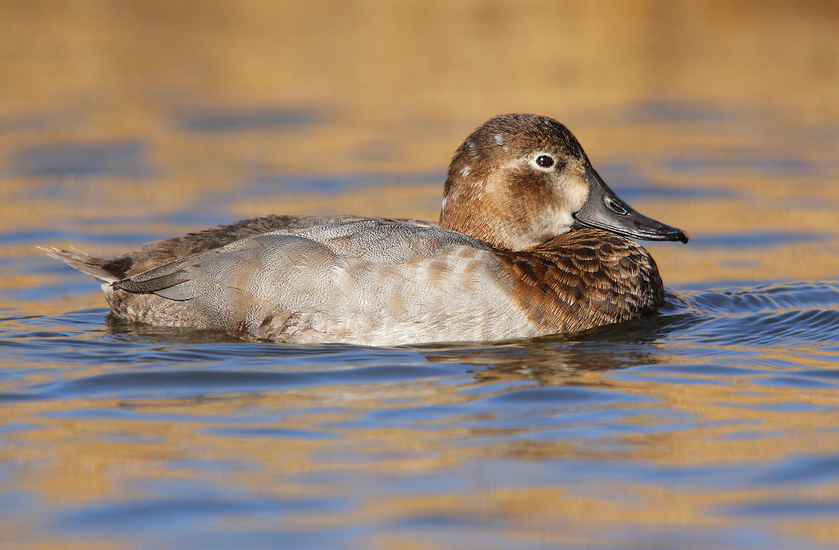 Pochard