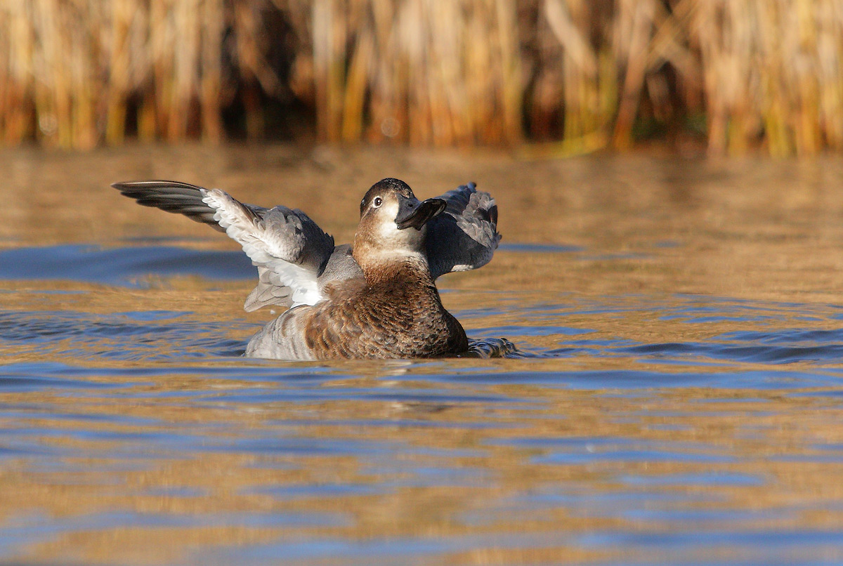 Pochard