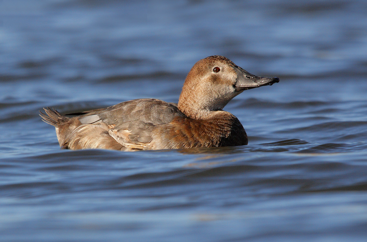 Pochard