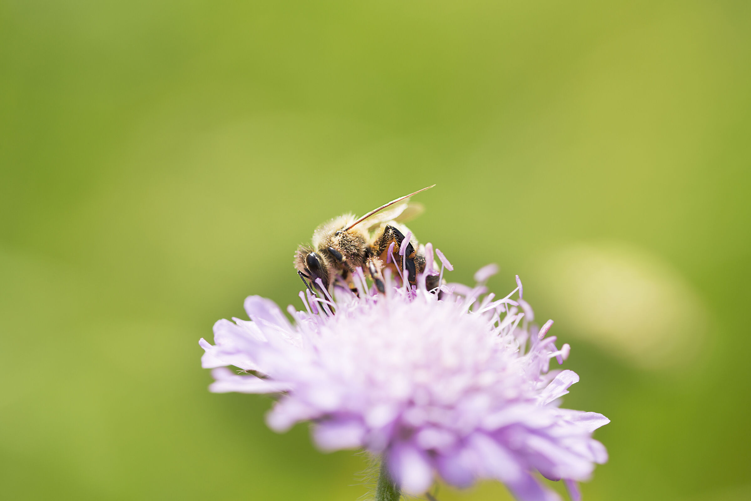 Bee on flower