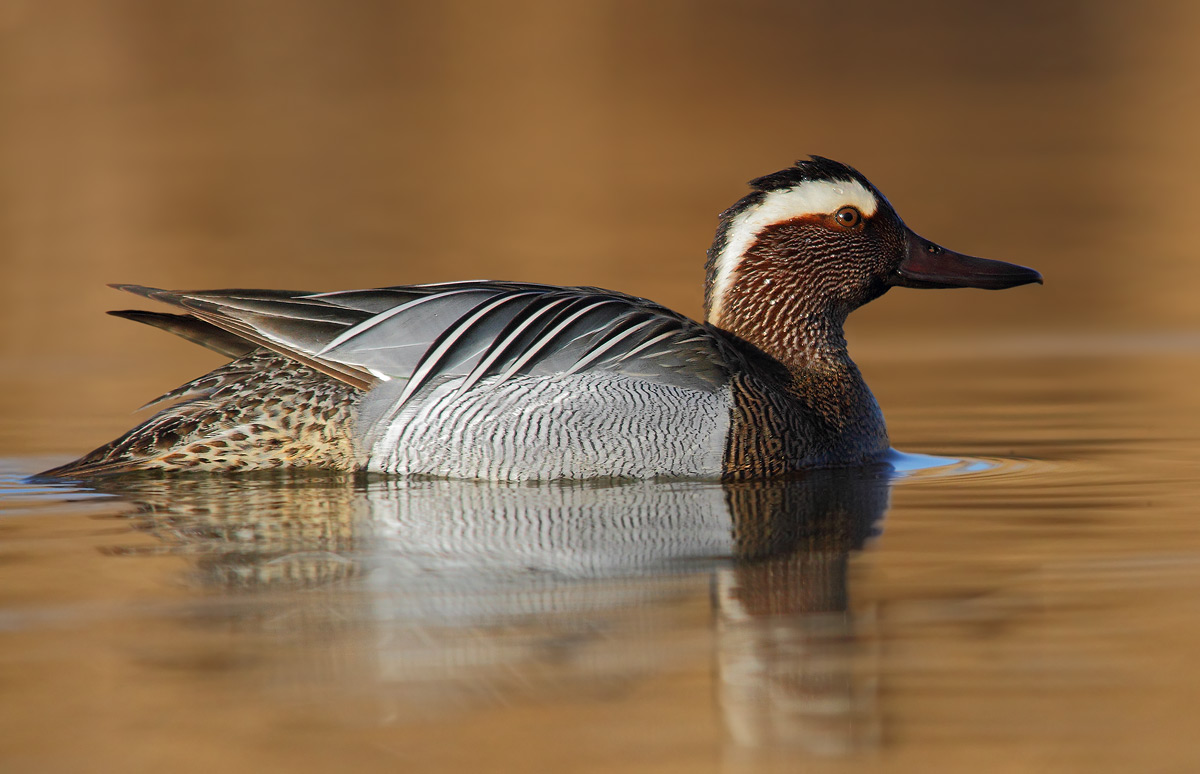 Garganey