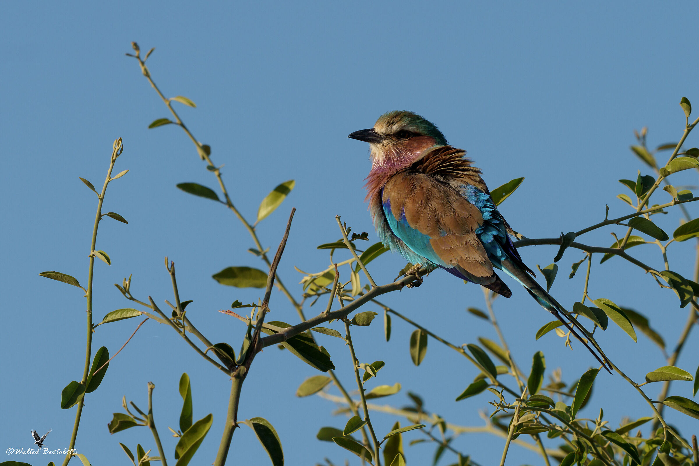 Coracias spatulatus