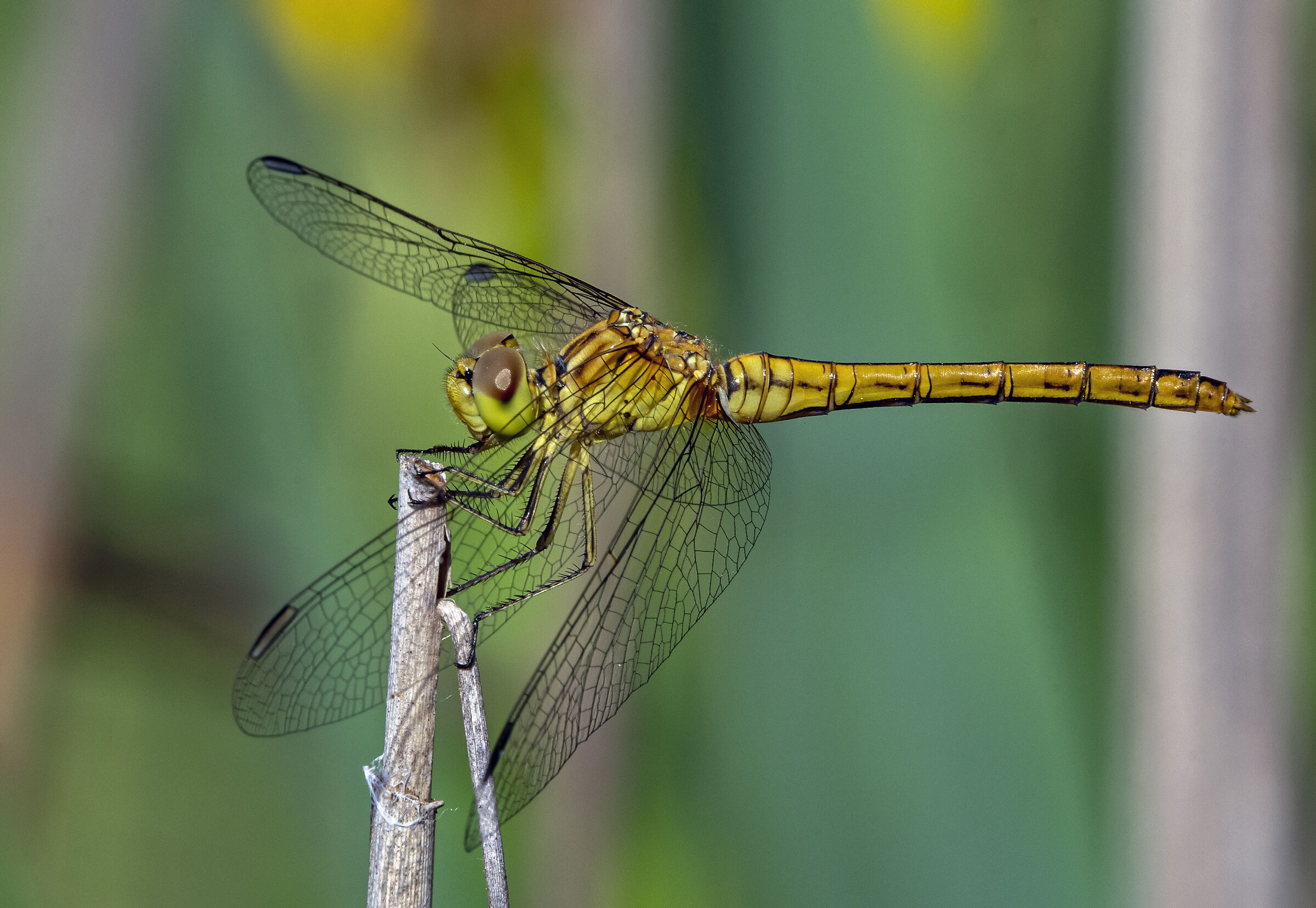 Yellow Dragonfly