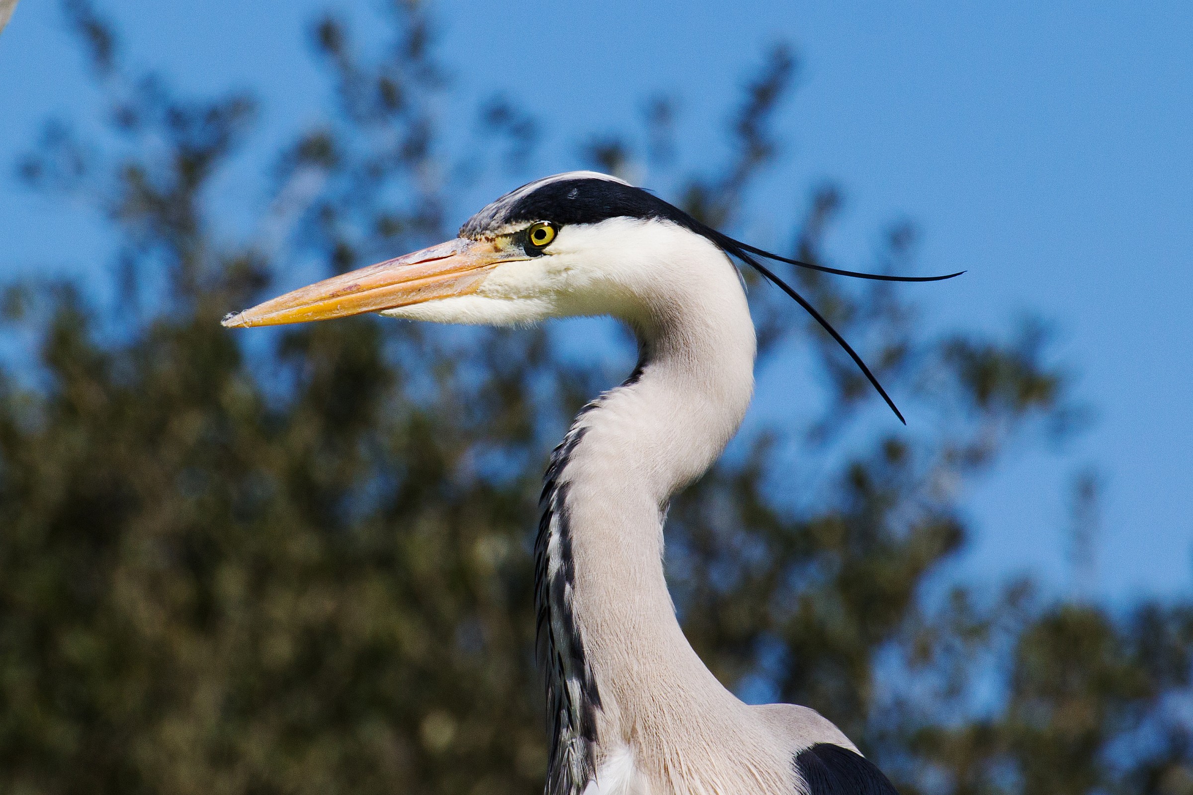 Portrait of a heron