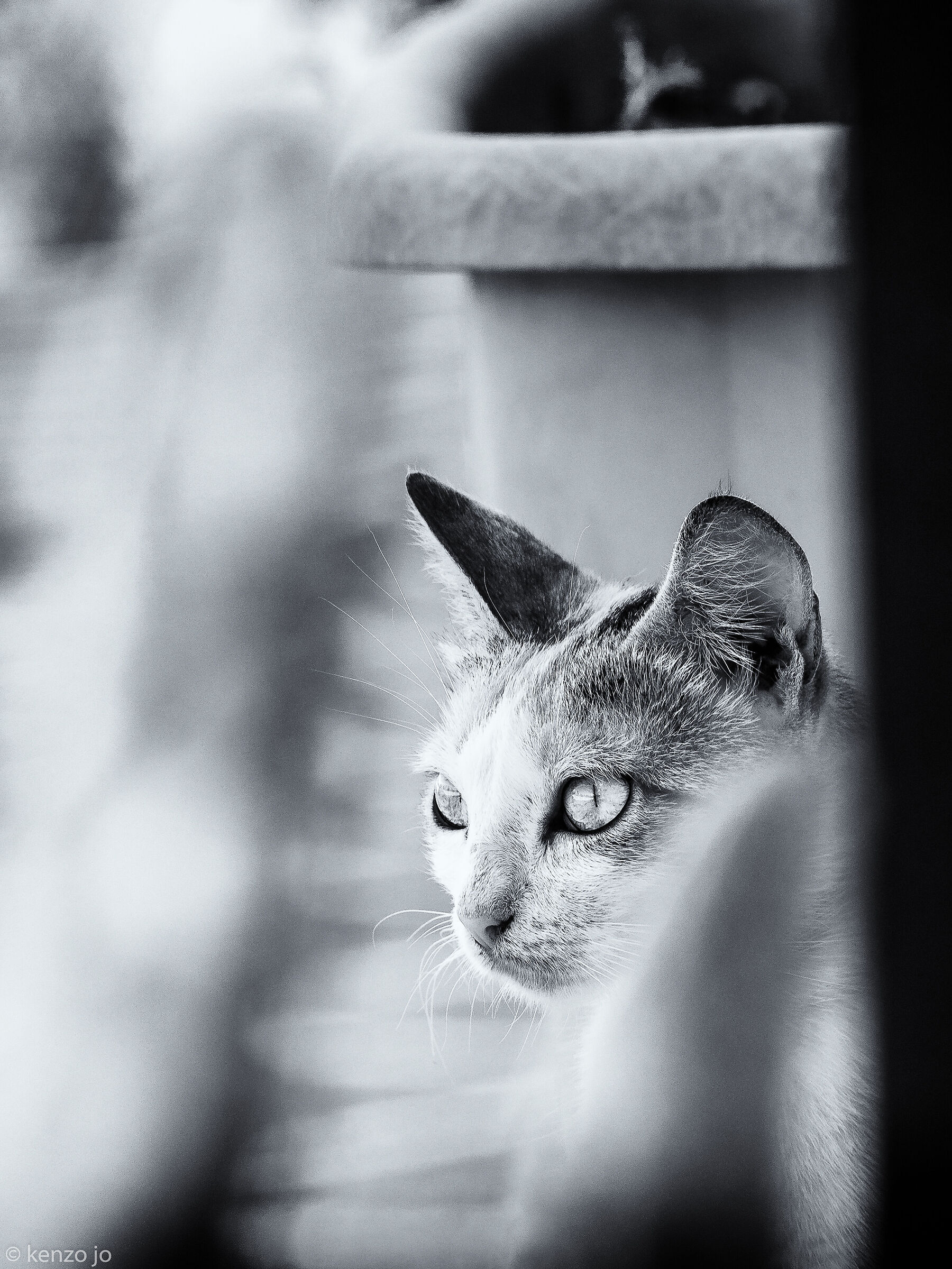 Cat & White