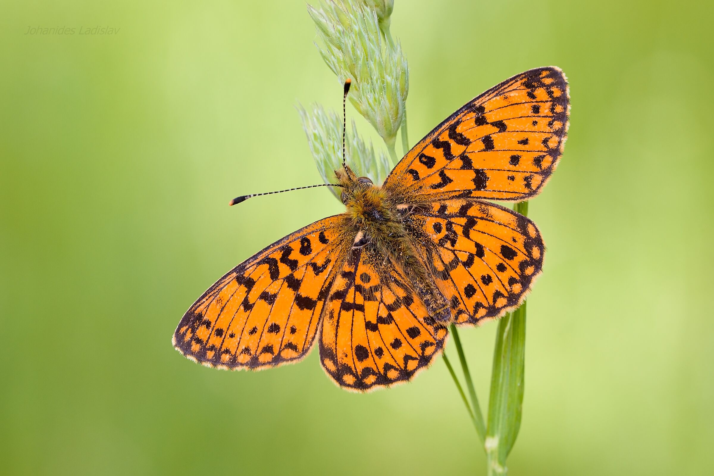 Boloria selene |