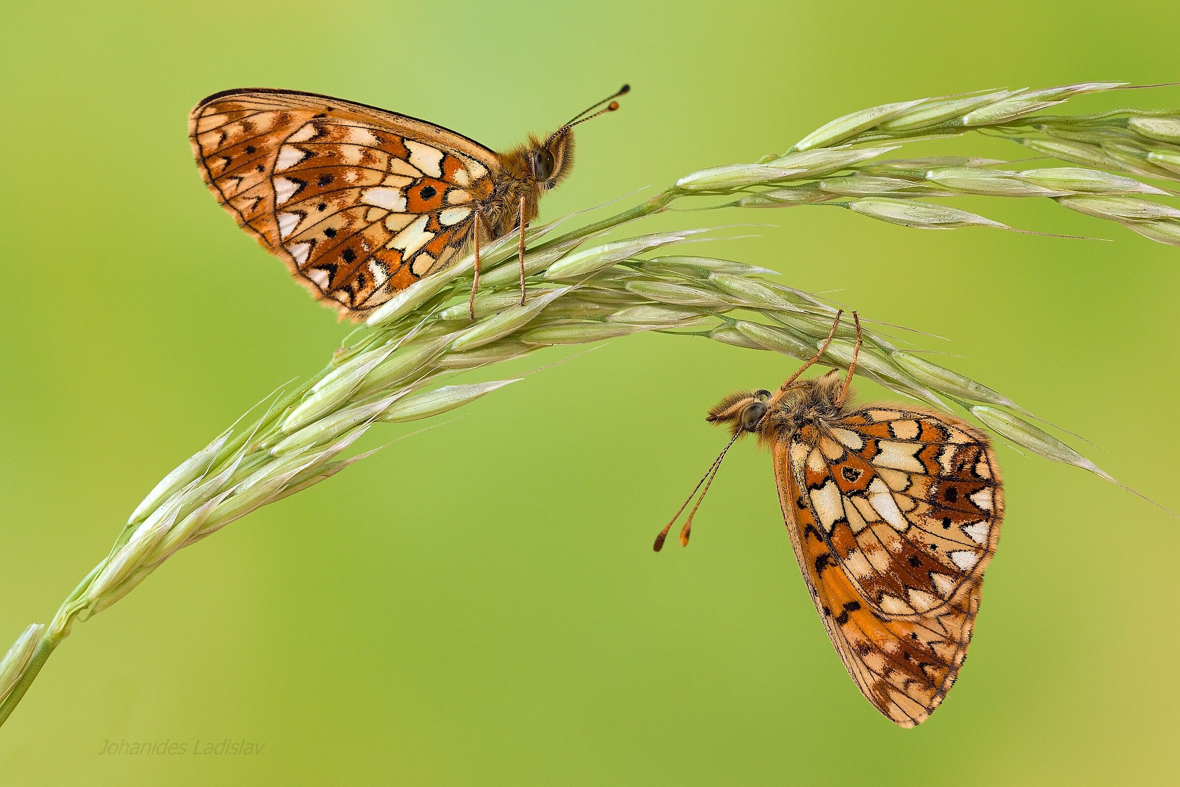 Boloria selene |