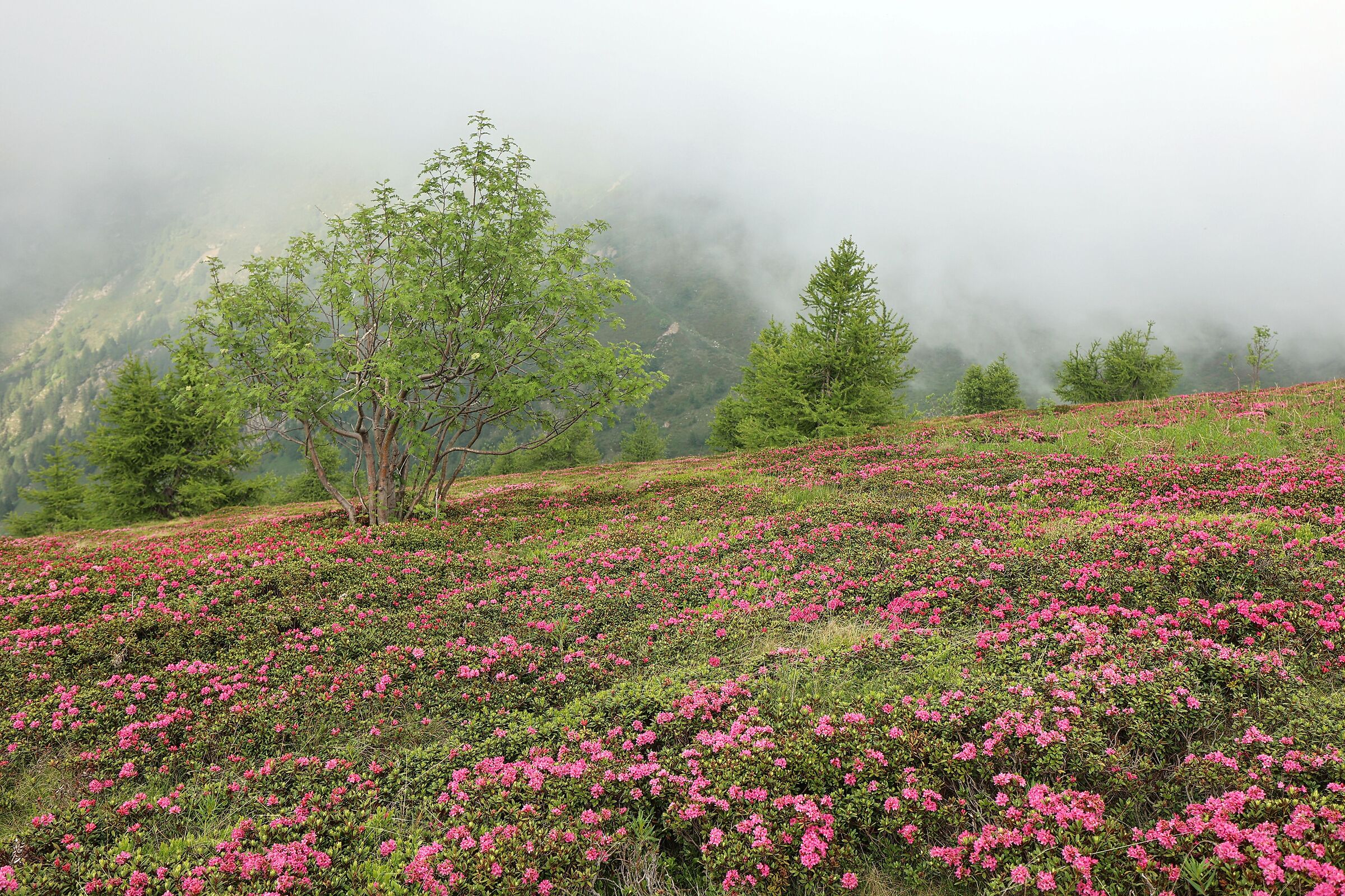 Fioritura dei rododendri