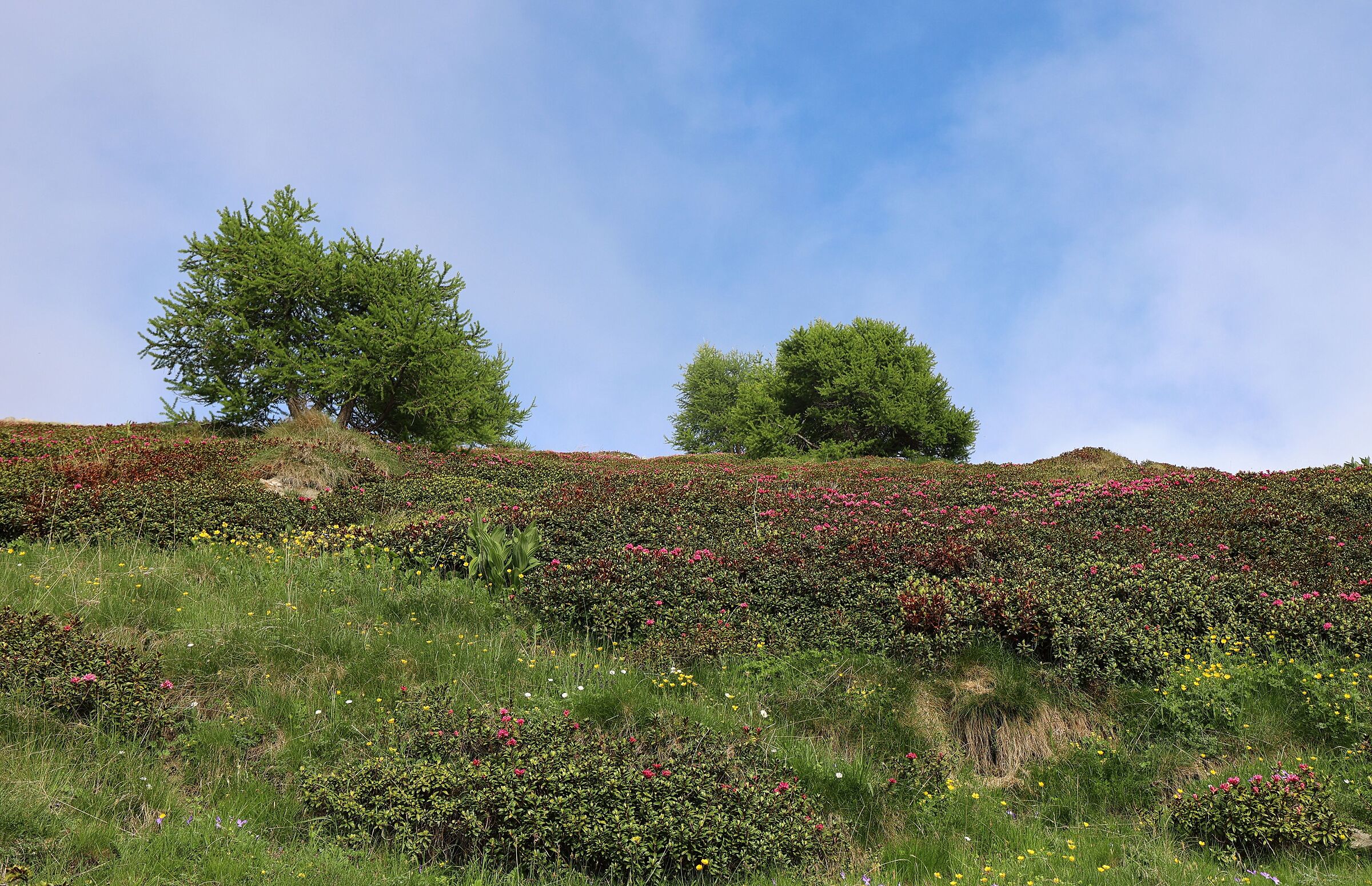 Il giardino naturale