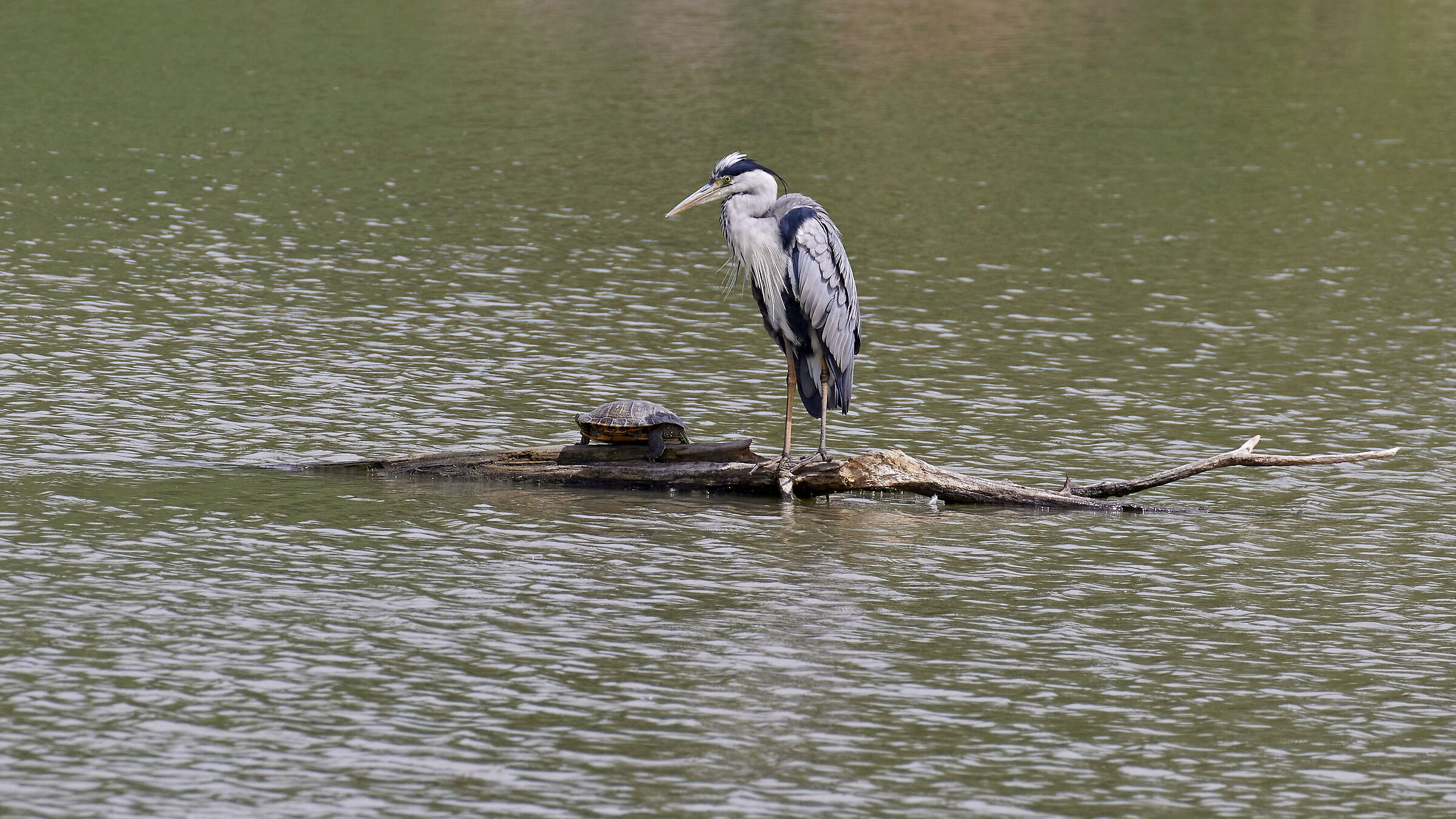 Grey heron