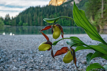 Cypripedium calceolus