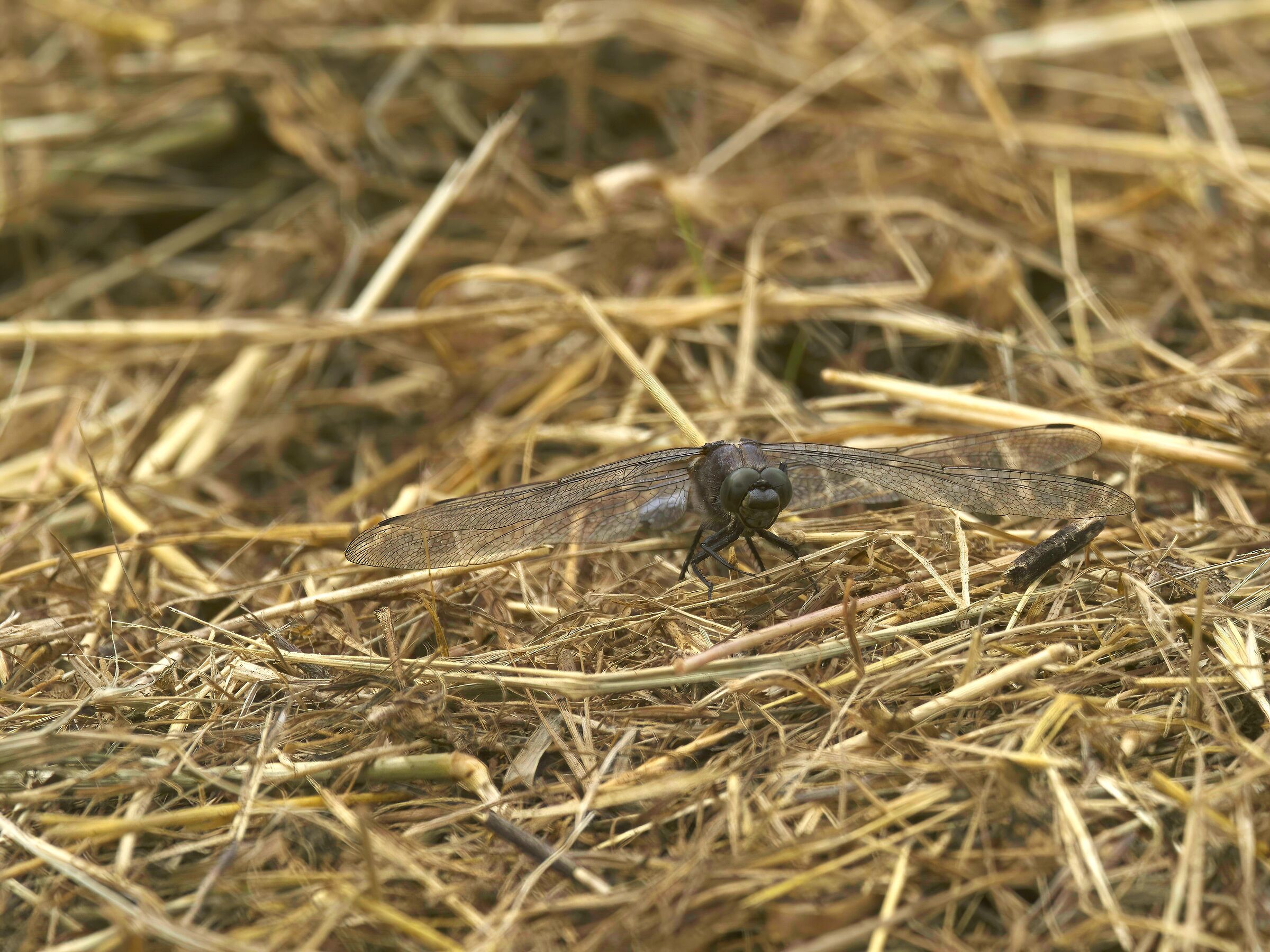 Libellula... da guerra