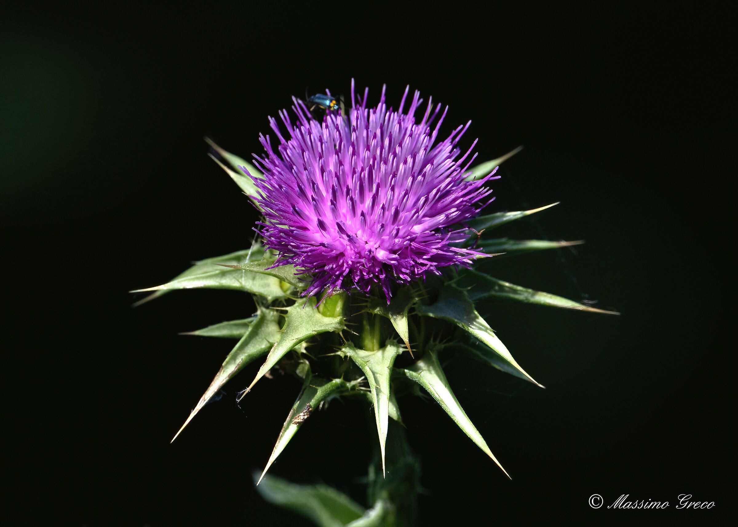 Sylvan thistle