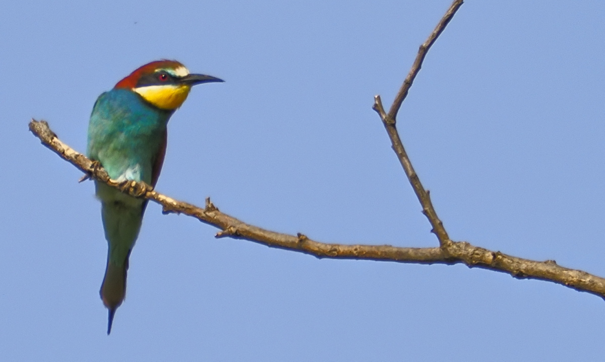 European bee-eater