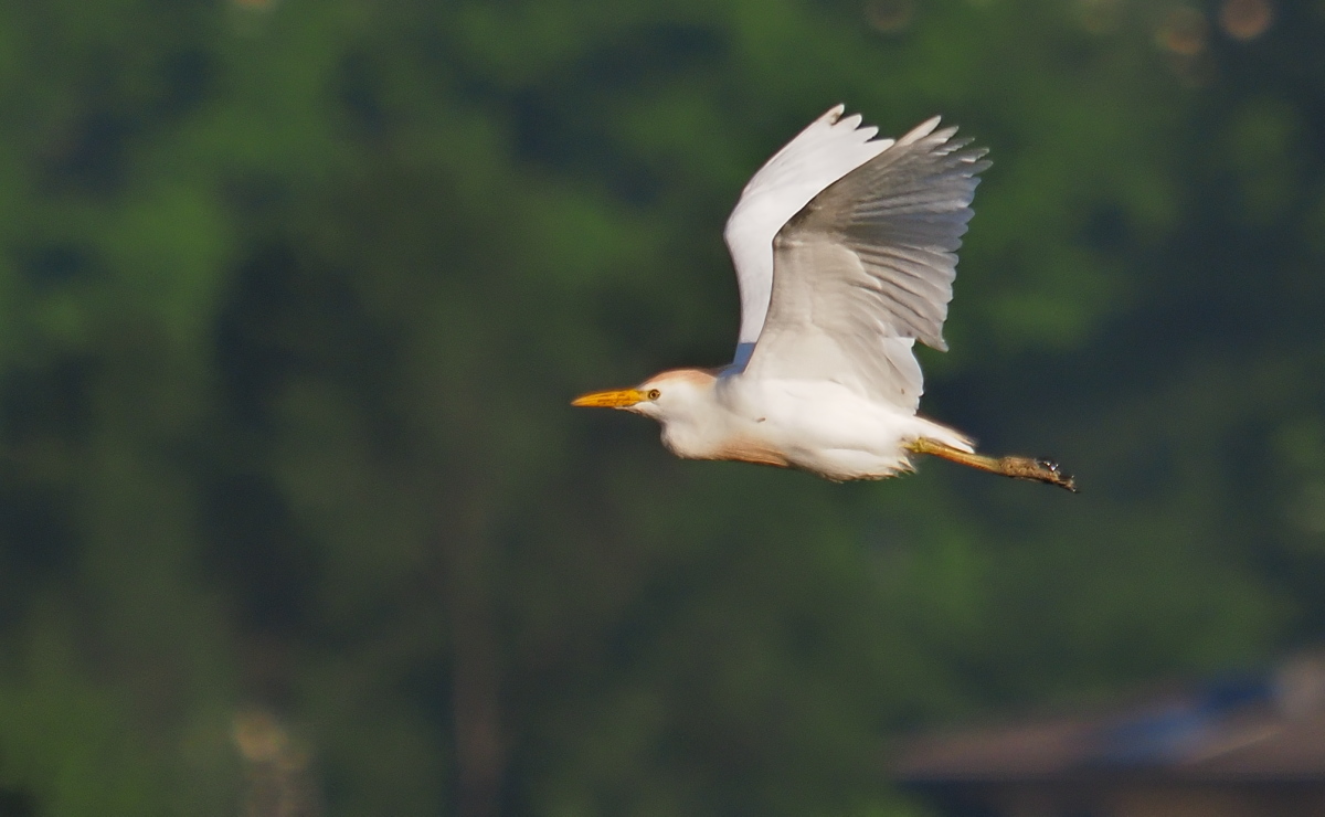Cattle Egret