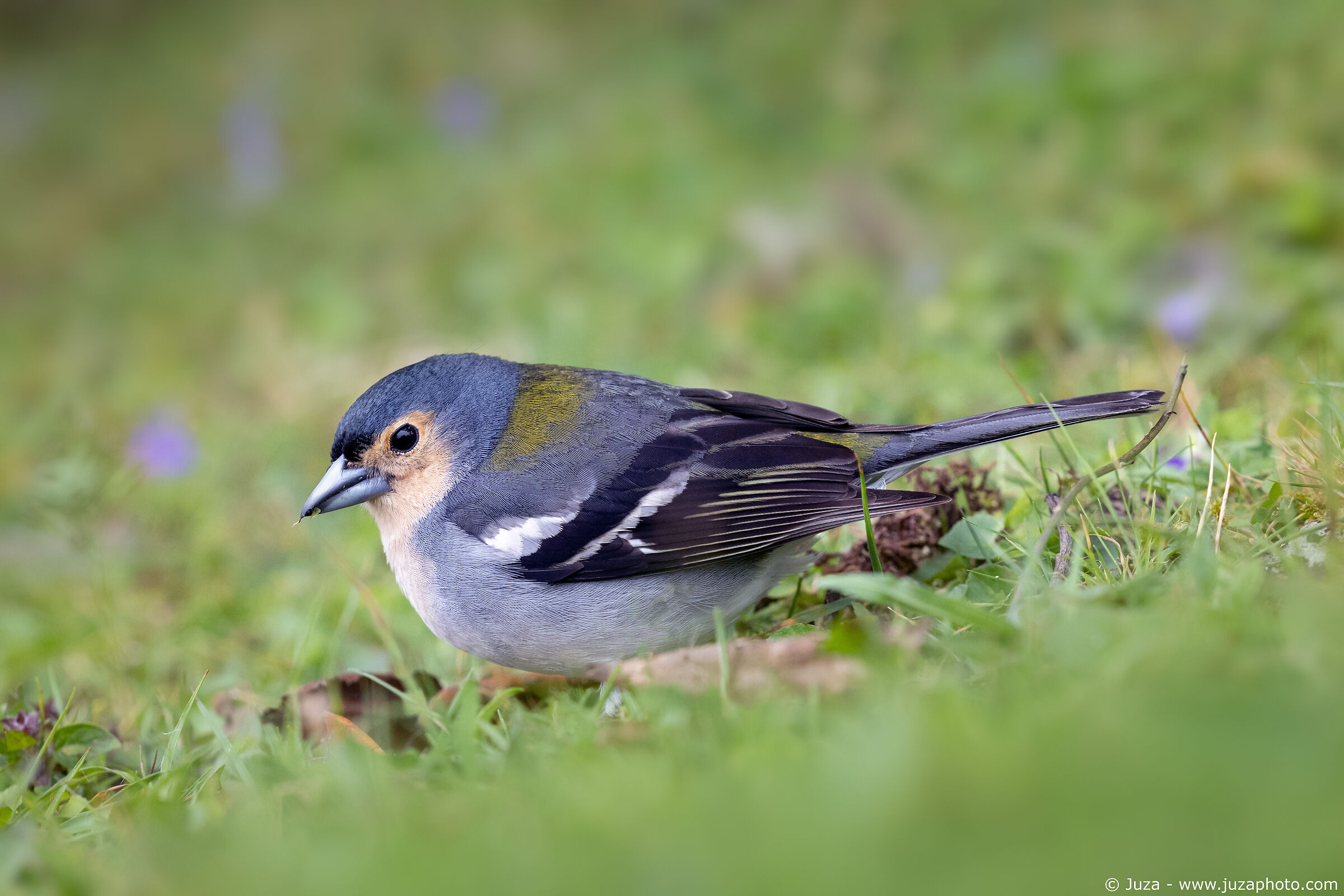 Fringilla coelebs maderensis