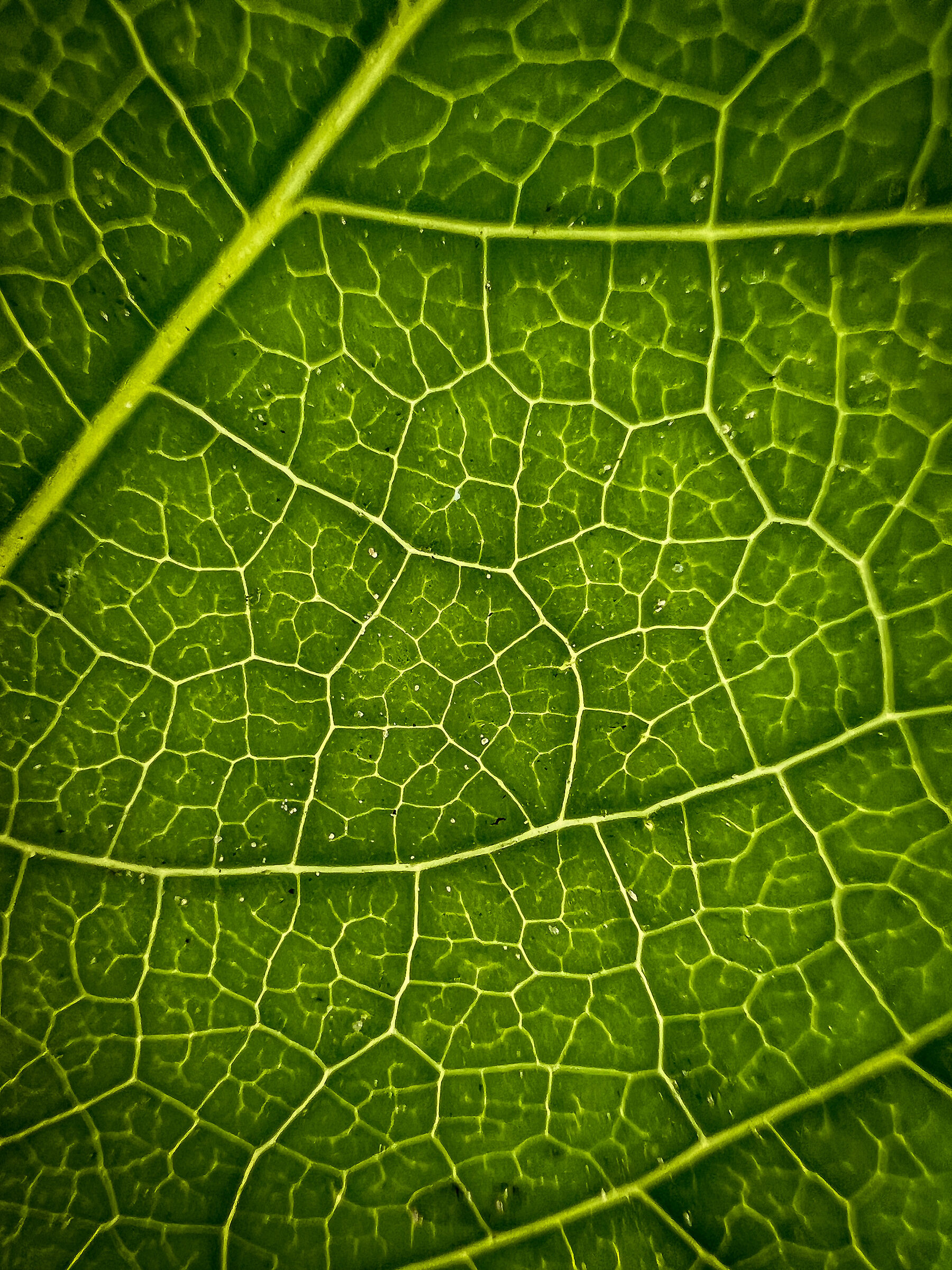 Macro foglia