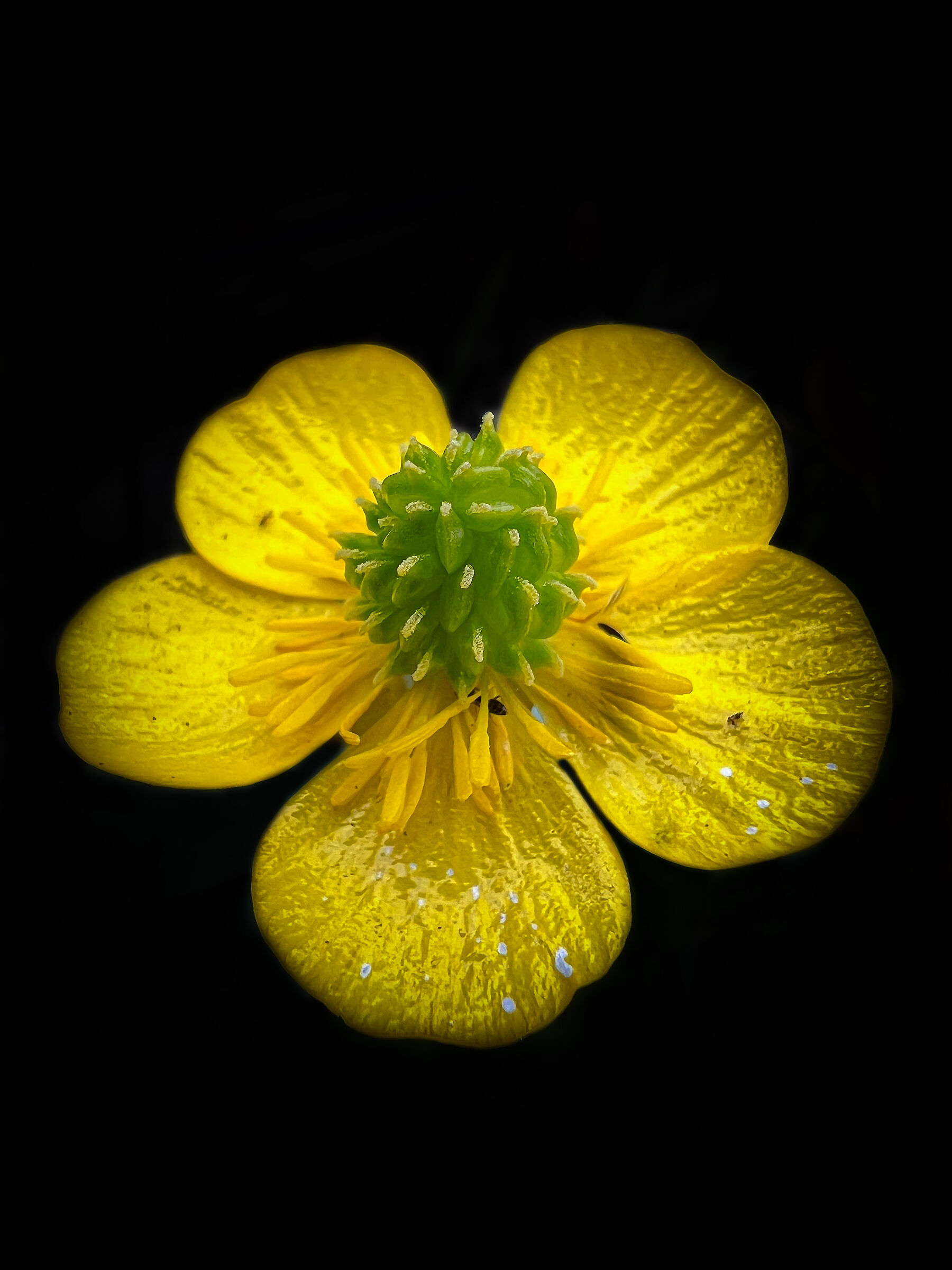 Macro fiore