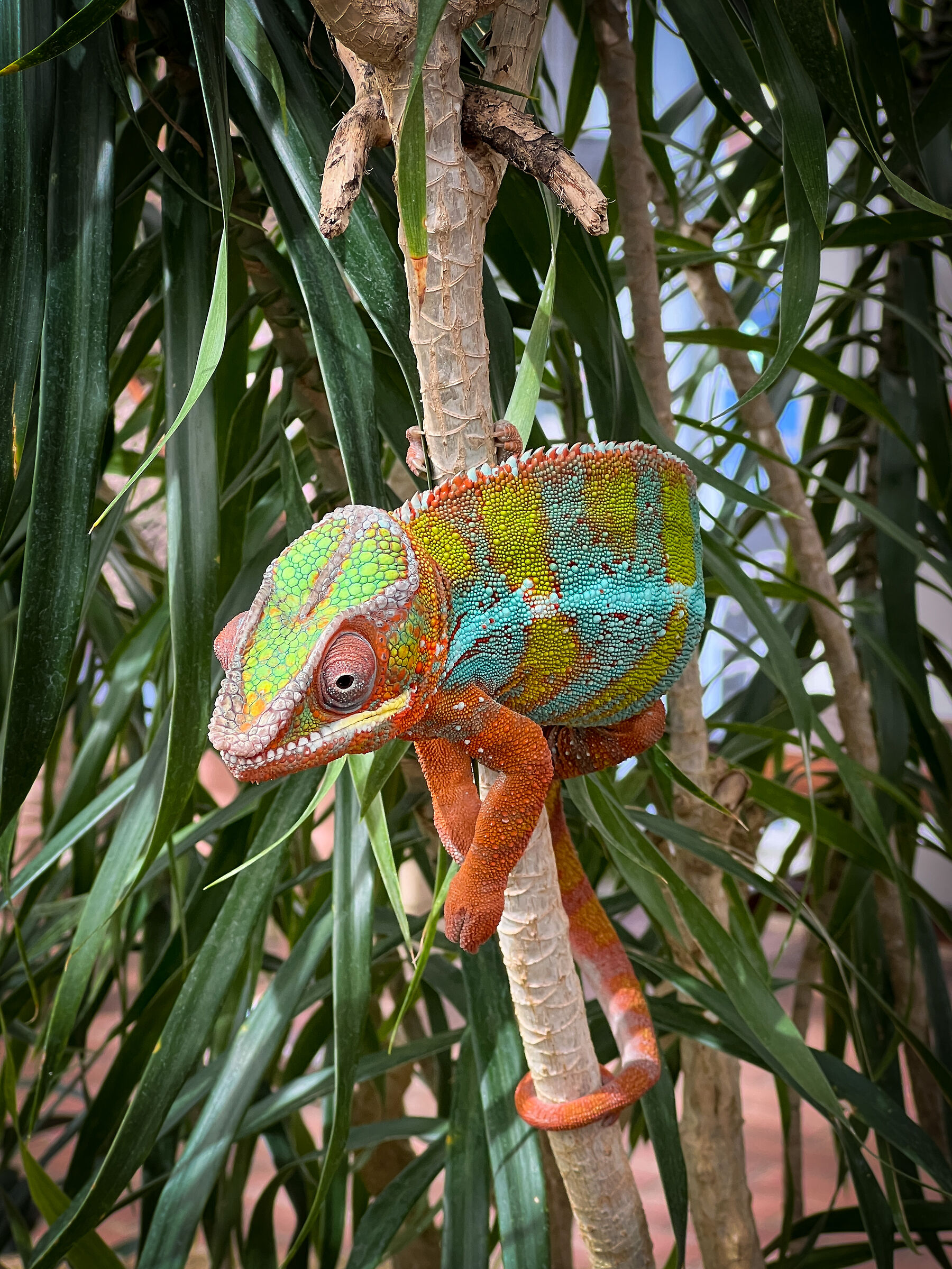 Camaleonte