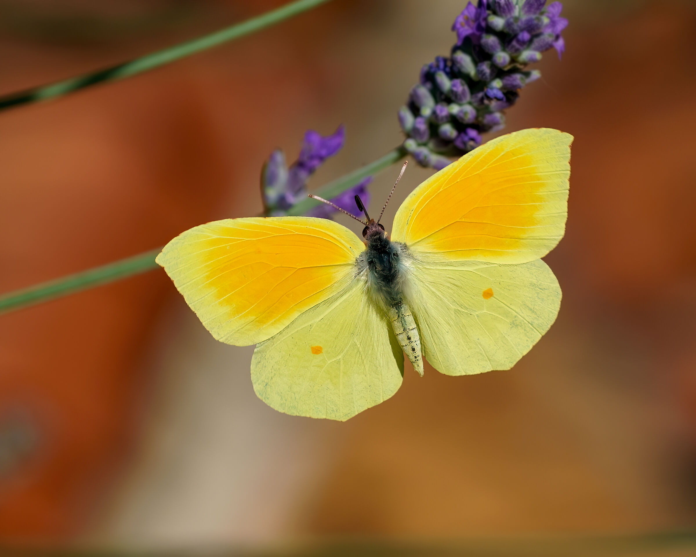 Cedronella still in flight