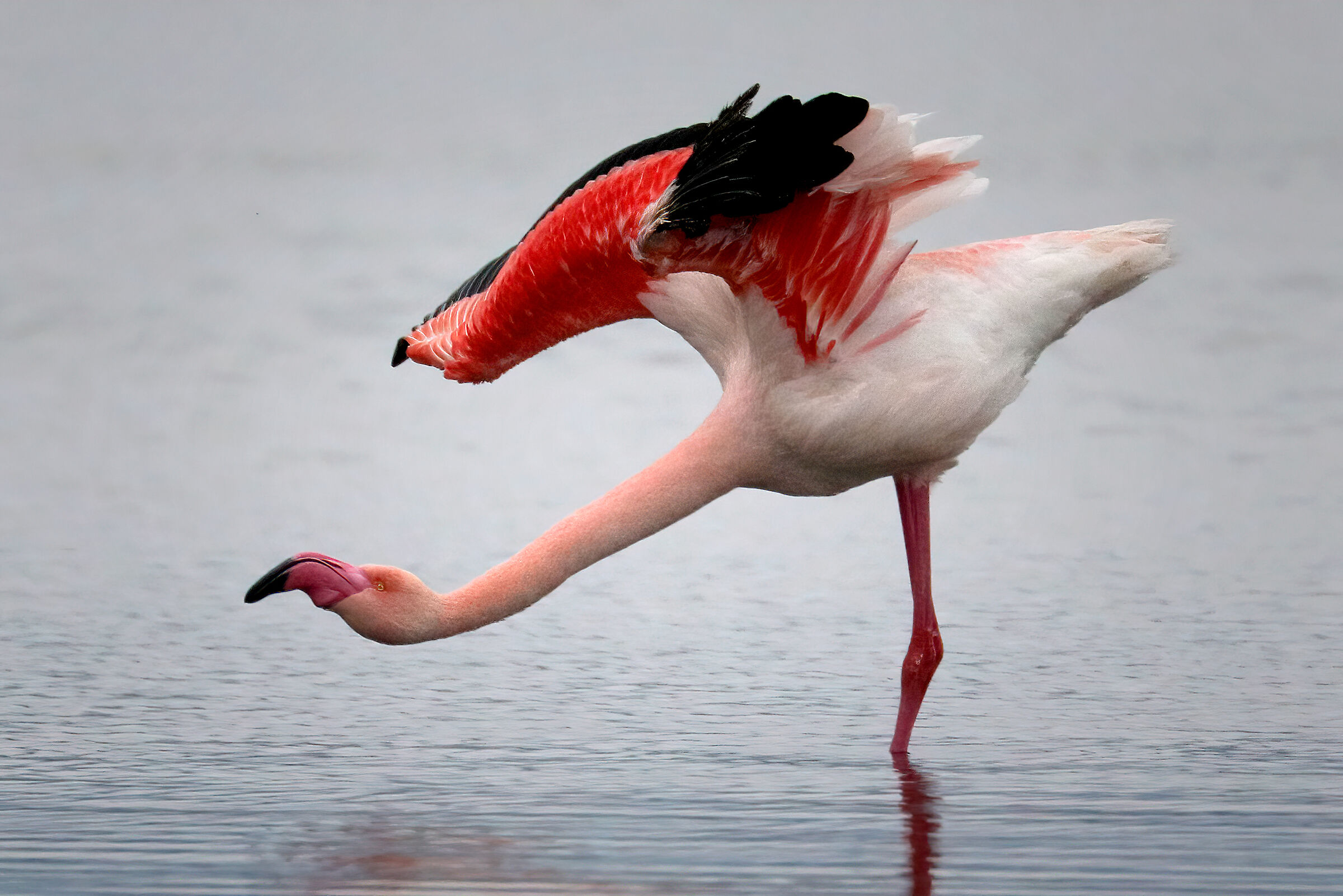 Bow.... Pink flamingo
