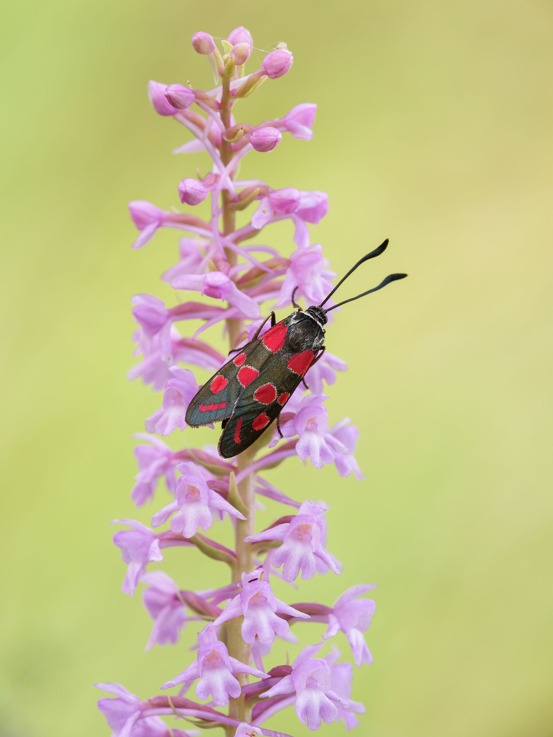 Zygaena carniolica su Gymnadenia conopsea