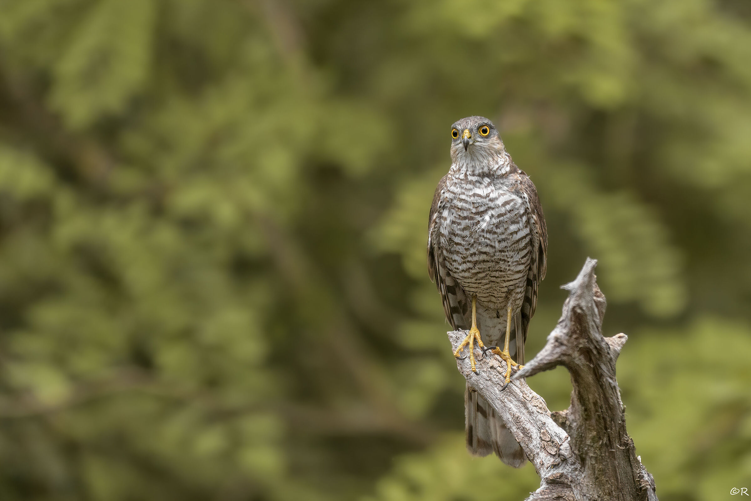 Sparrowhawk