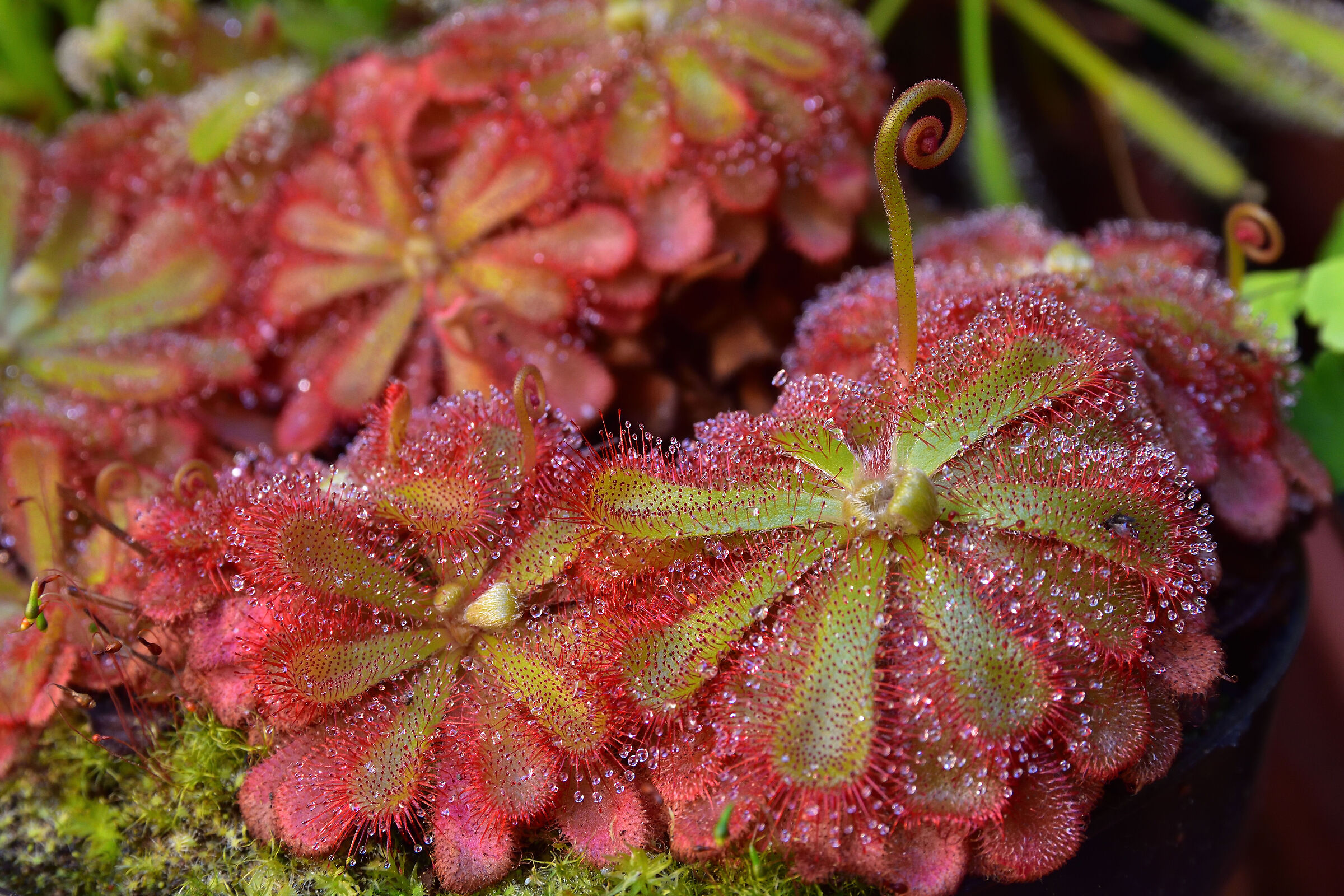 Drosera Aliciae