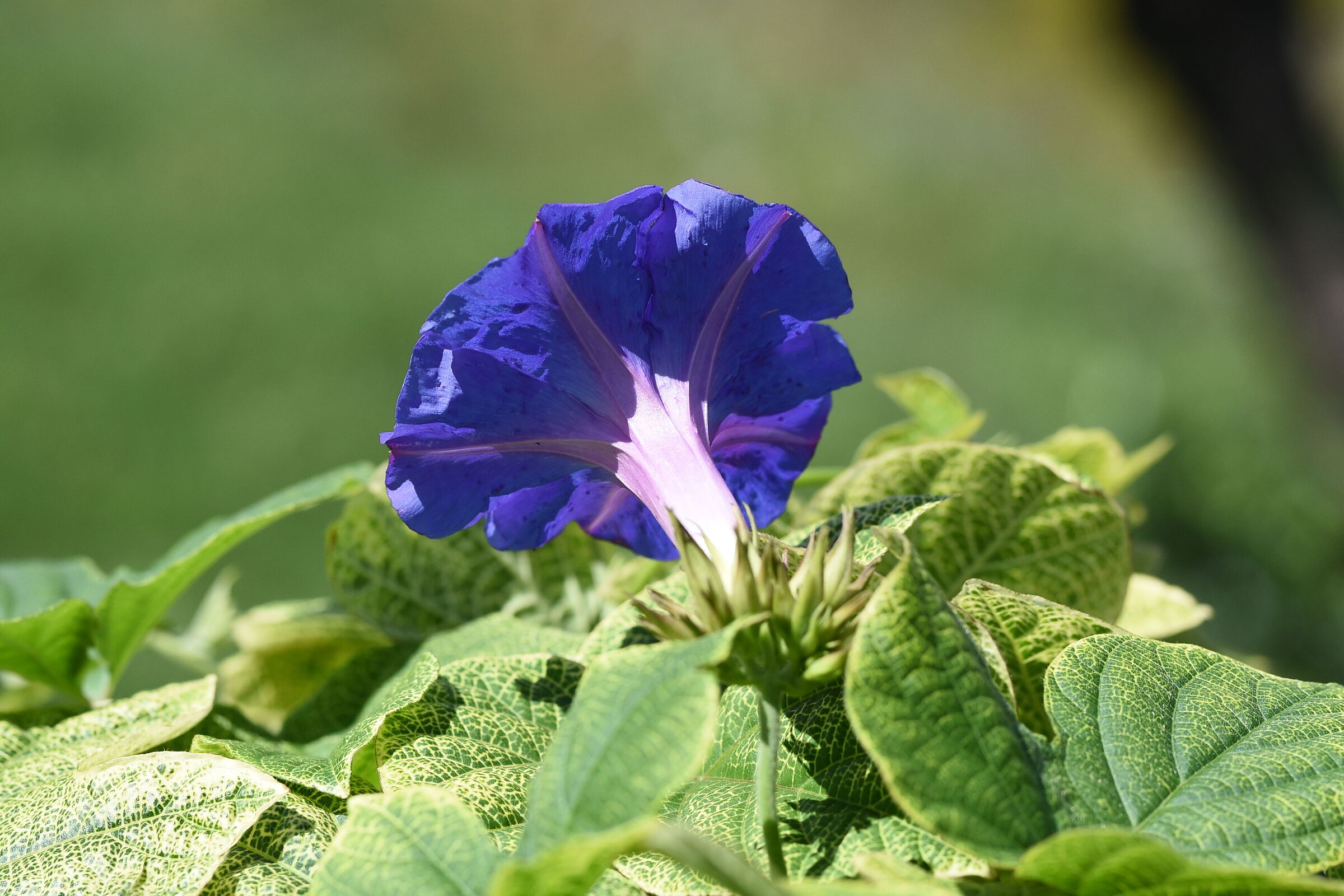 Sigma 85, 1.4 Art- 1/ 4.0 0 0, F. 4, ISO 500
