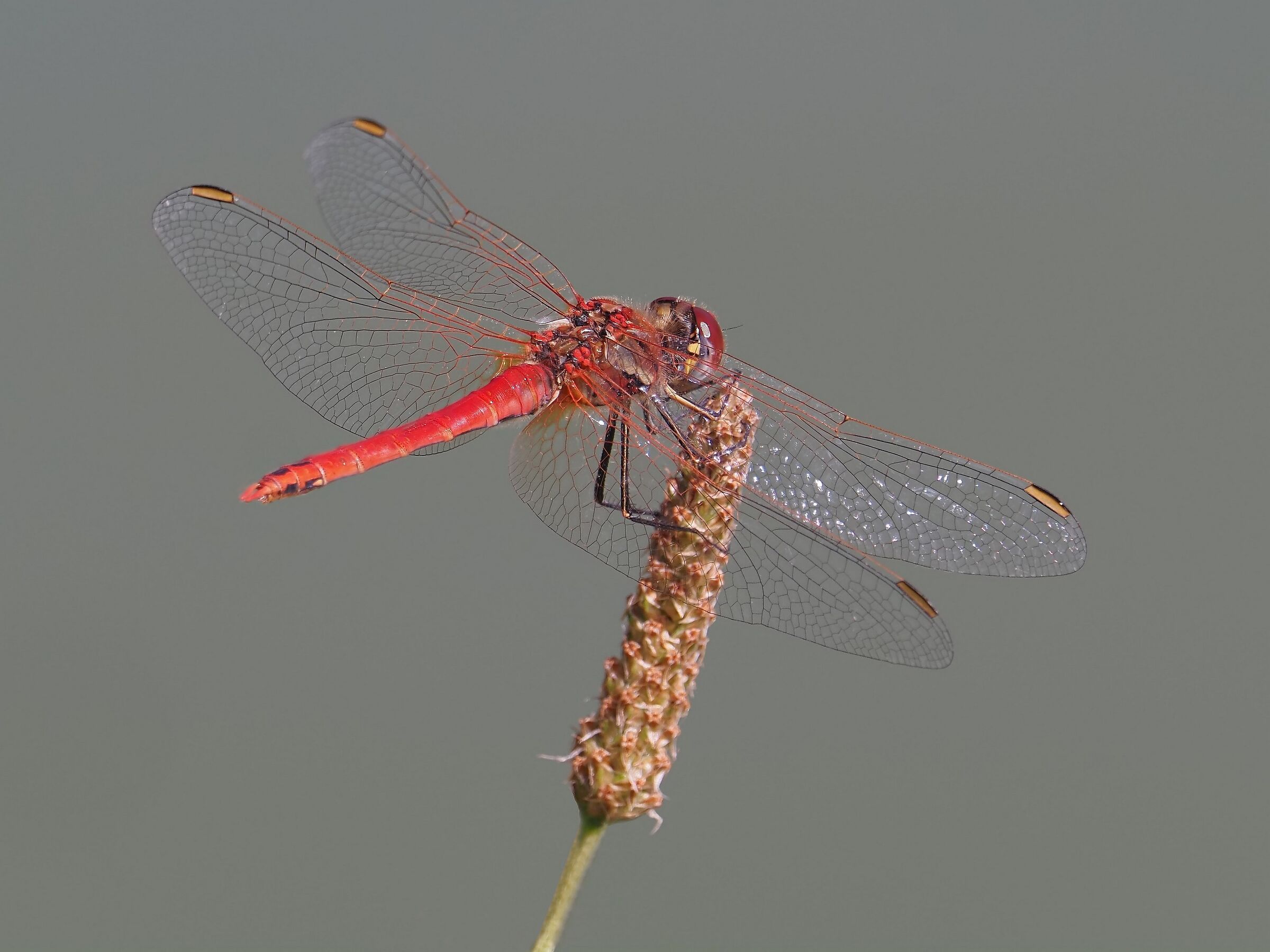 Red dragonfly