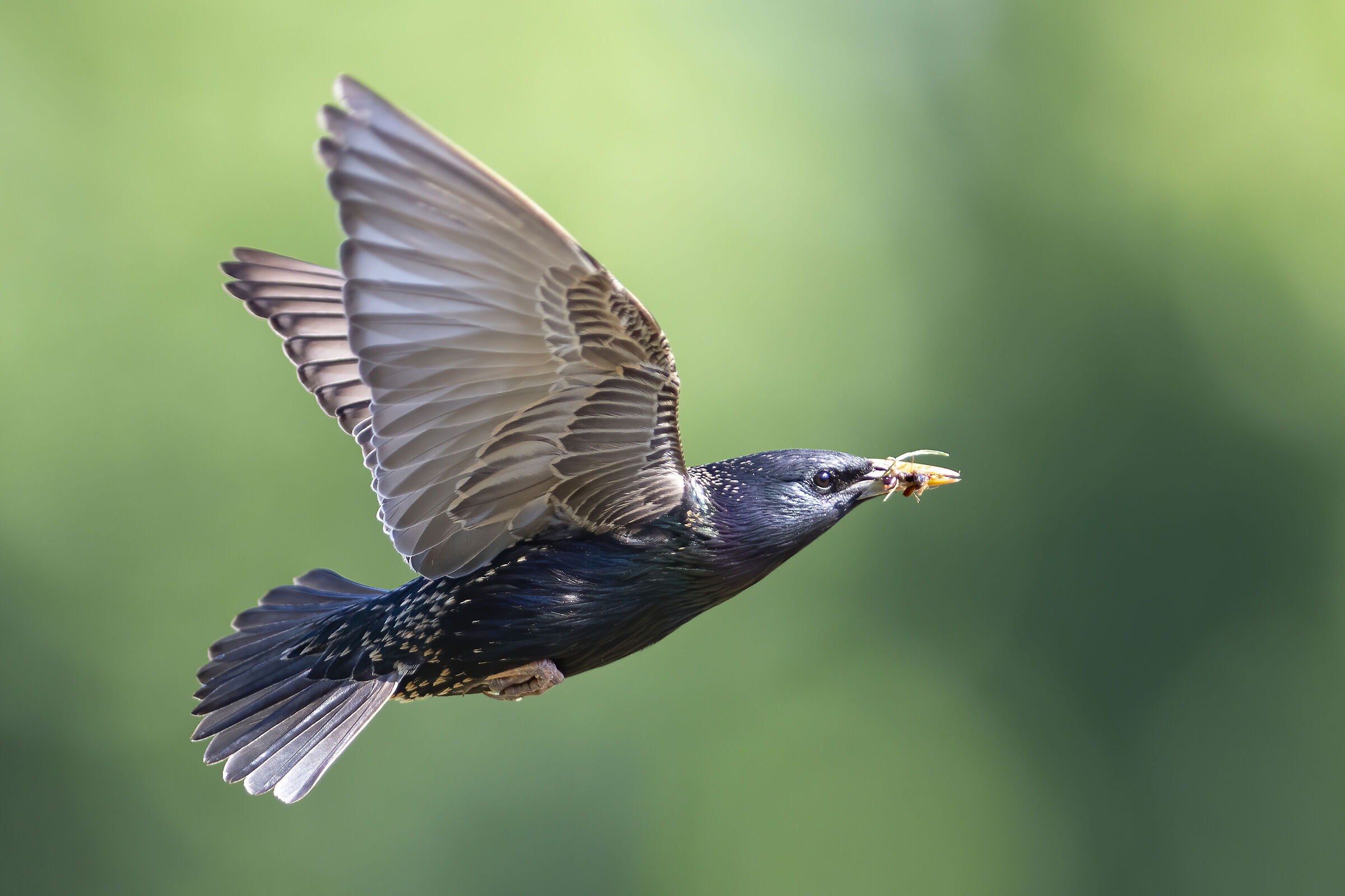 starling