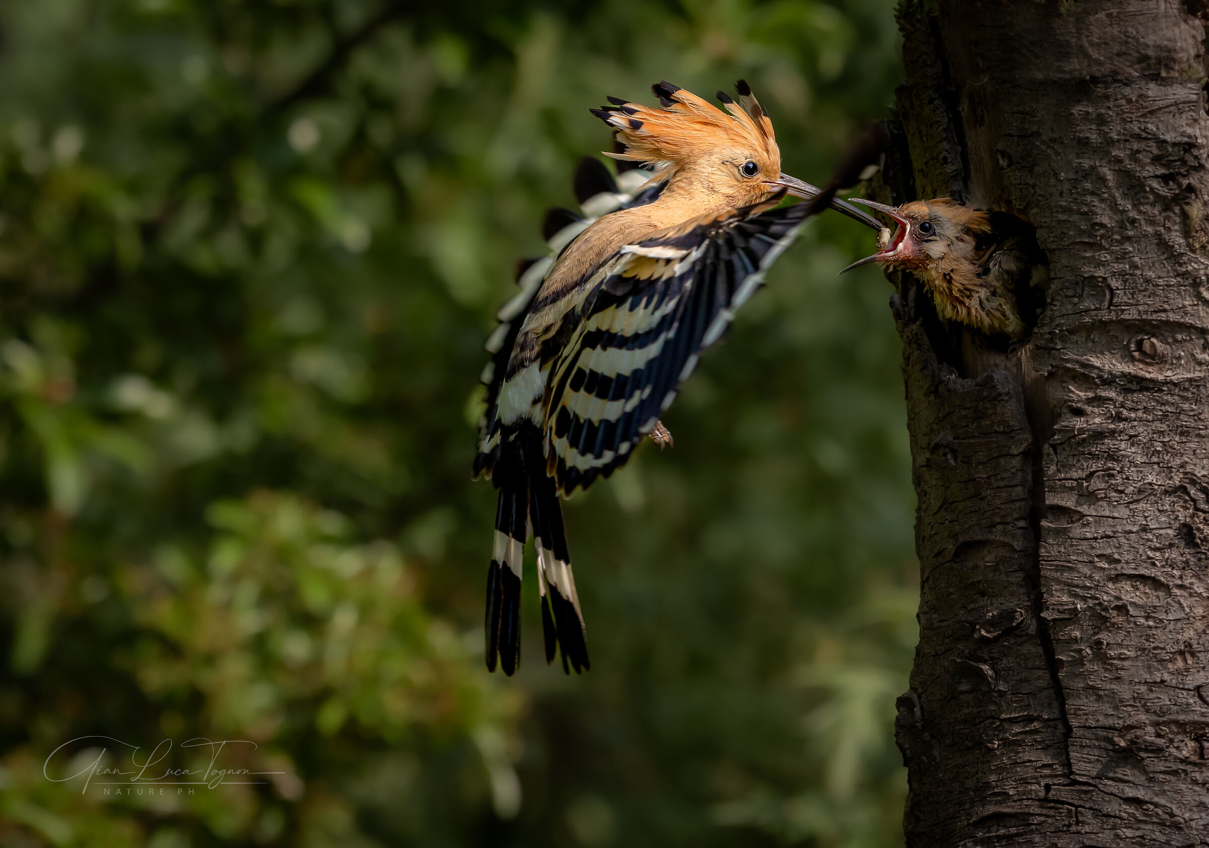 Amore di mamma | Mother's love