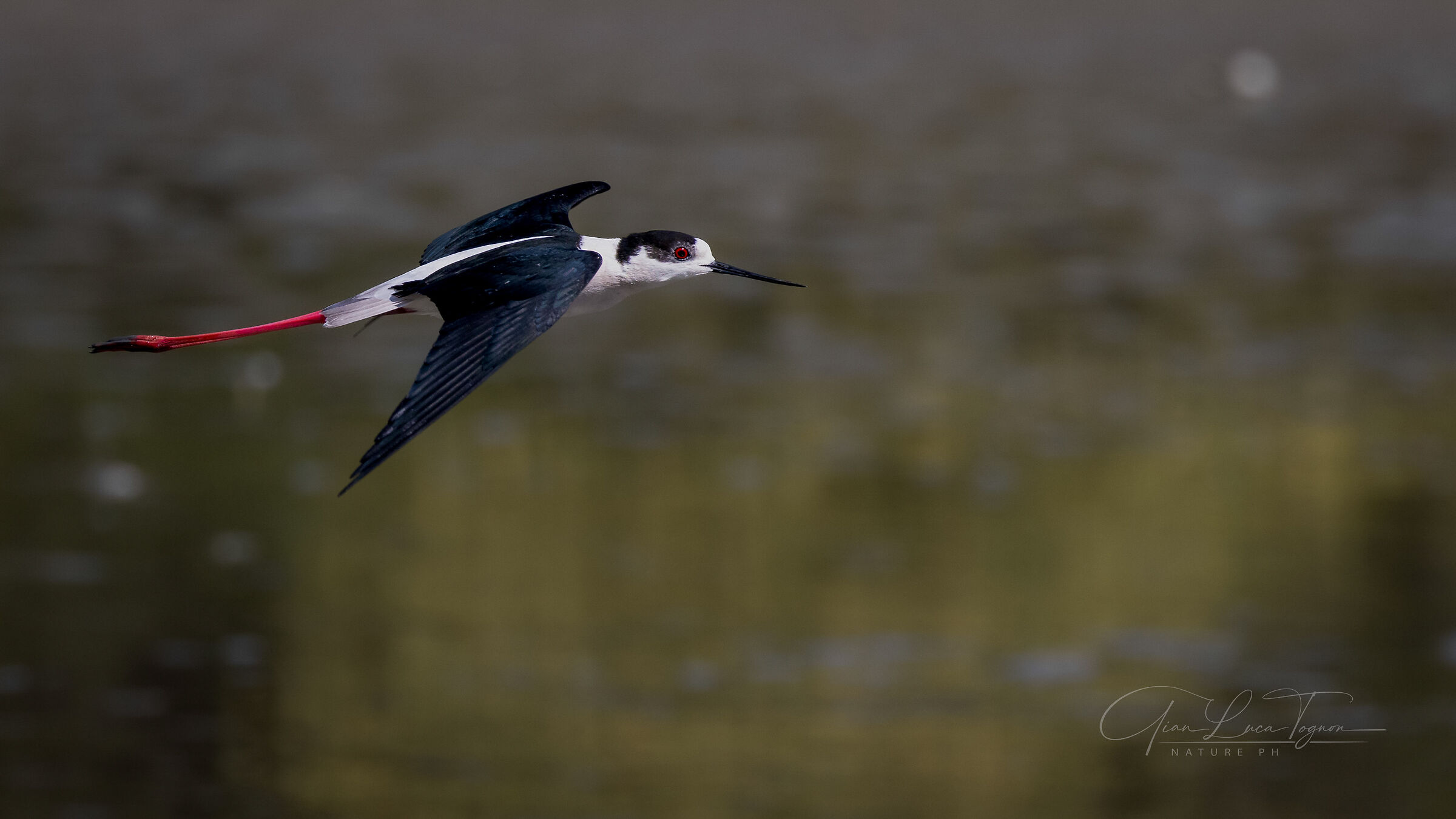 Il volo del Cavaliere | The flight of the Knight