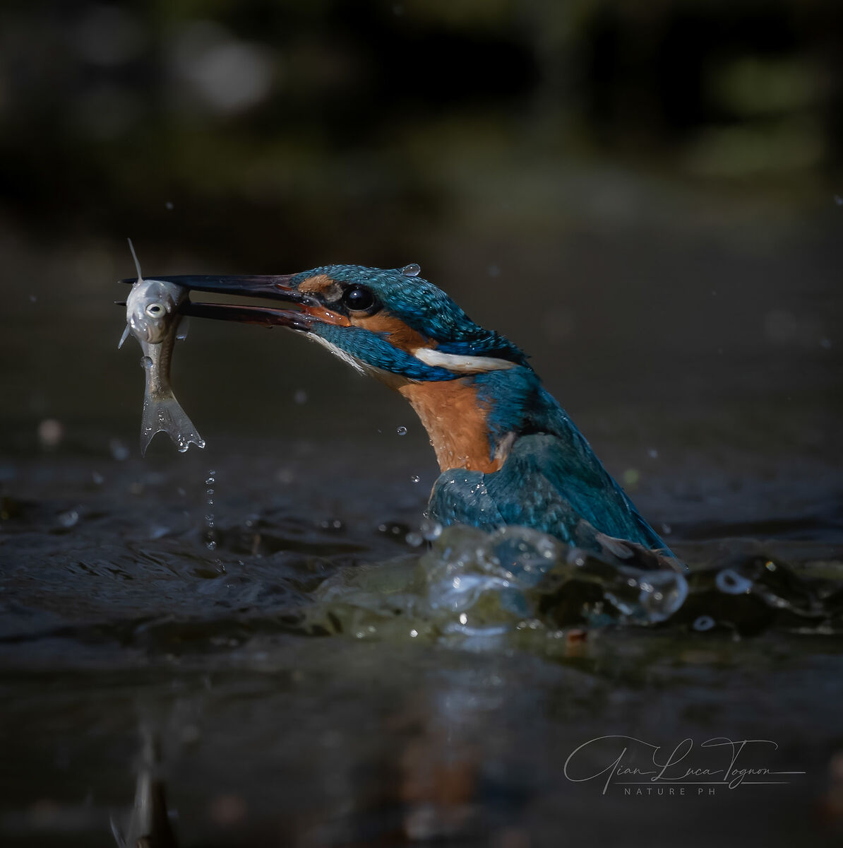 fish and go