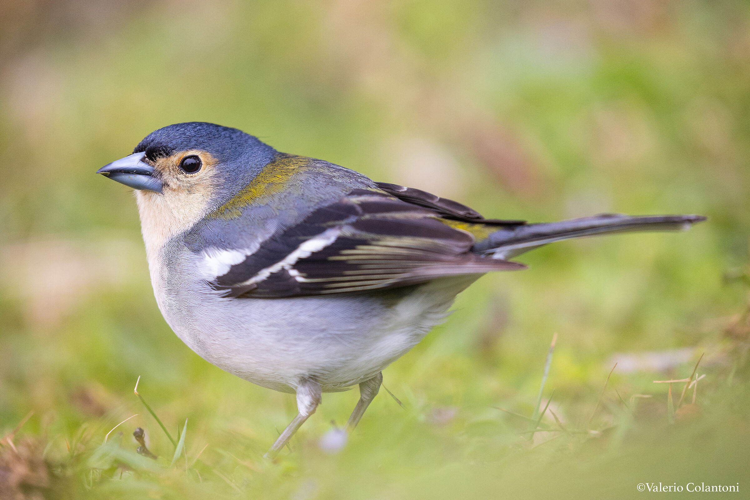 Madeira Chaffinch