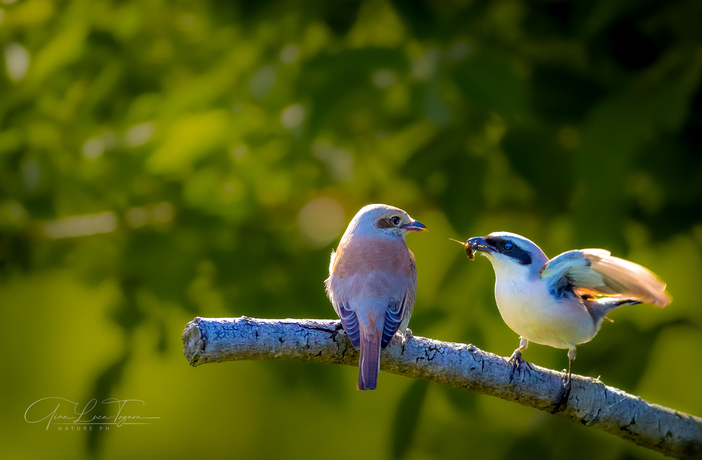 Courtship | Courtship