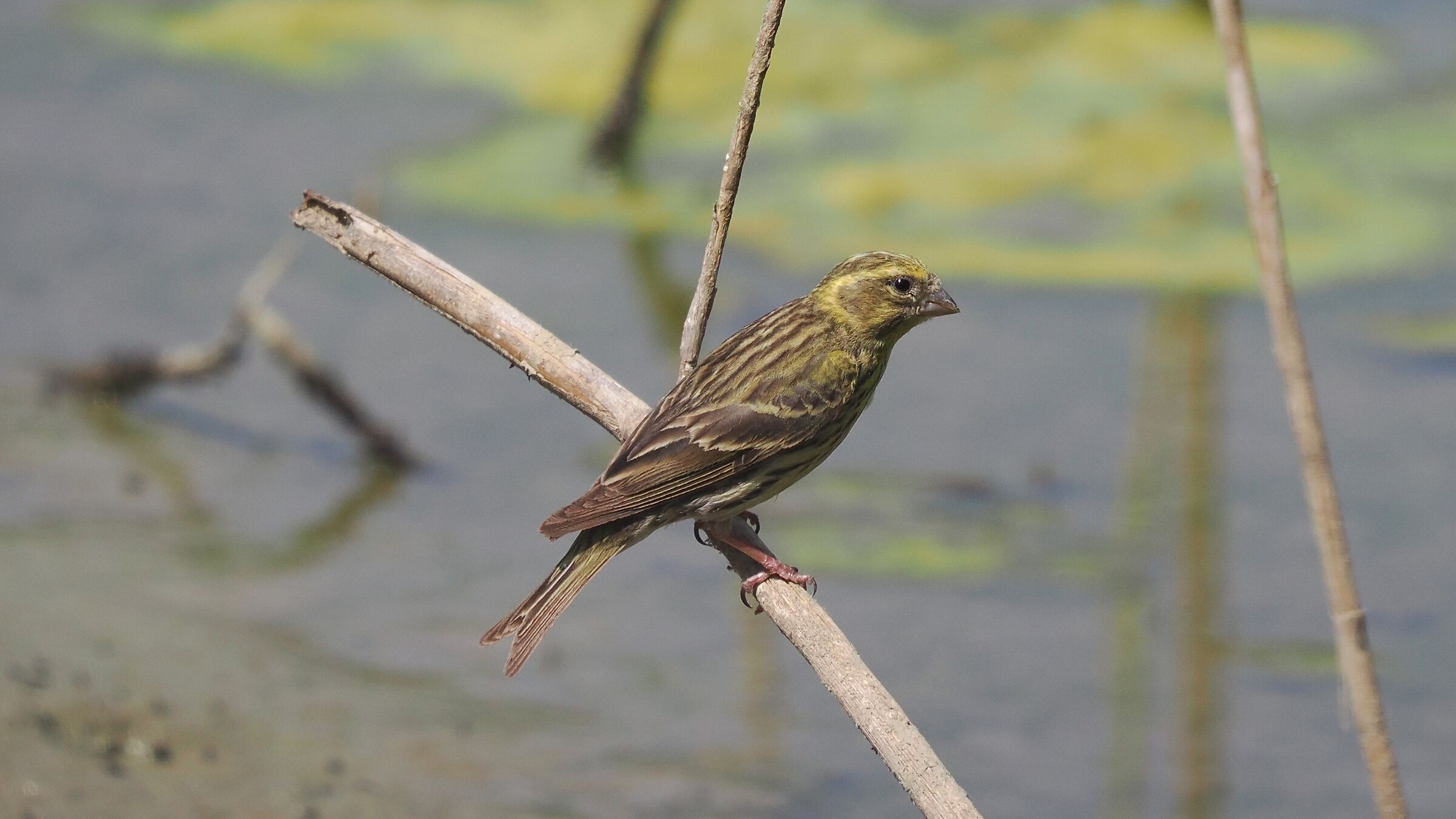 Verzellino Maschio Giovane