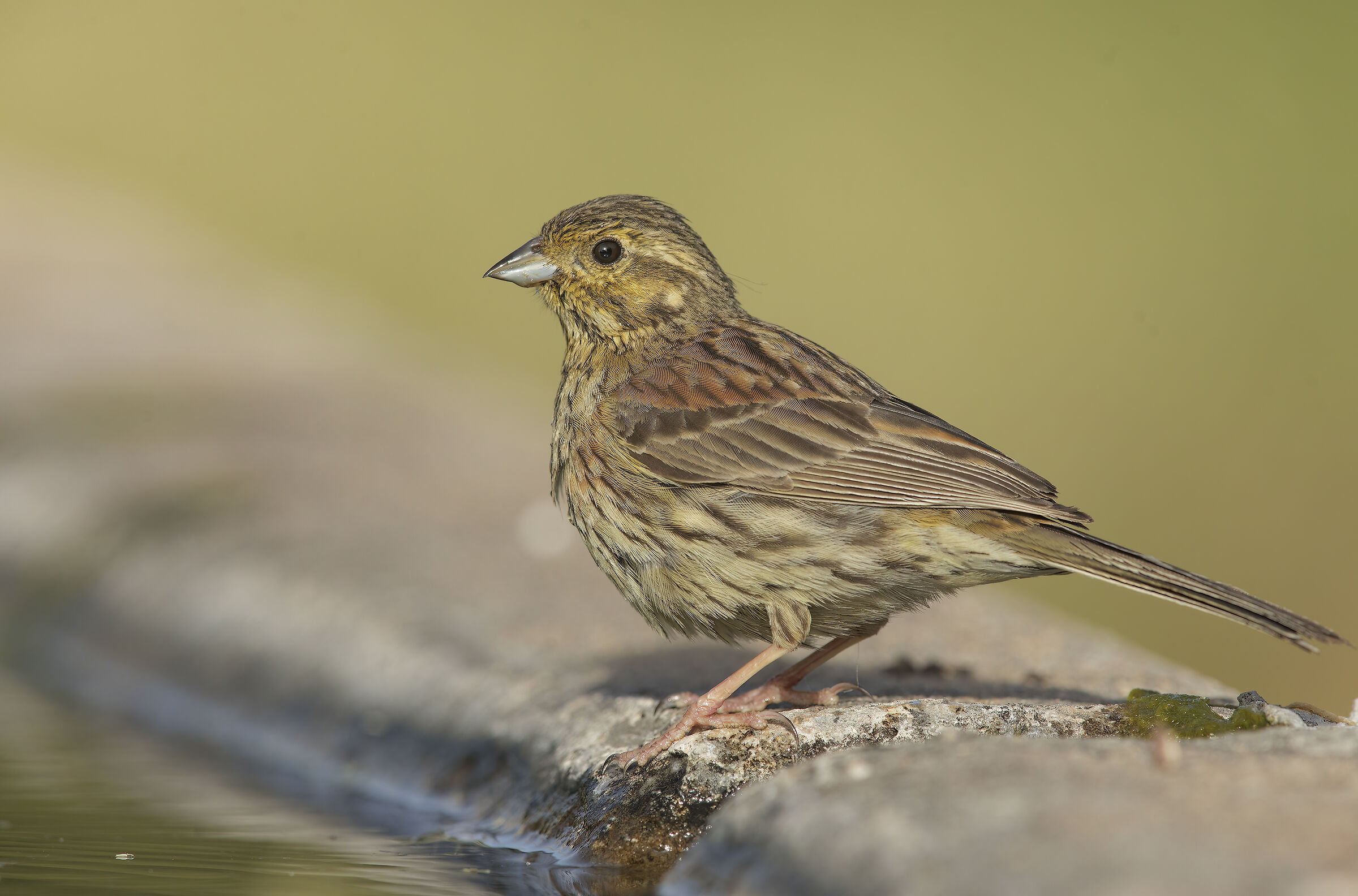 cirl bunting