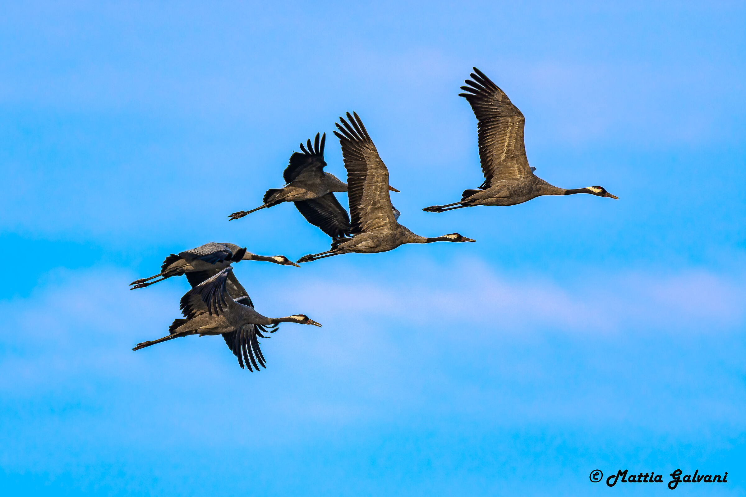 Crane in flock