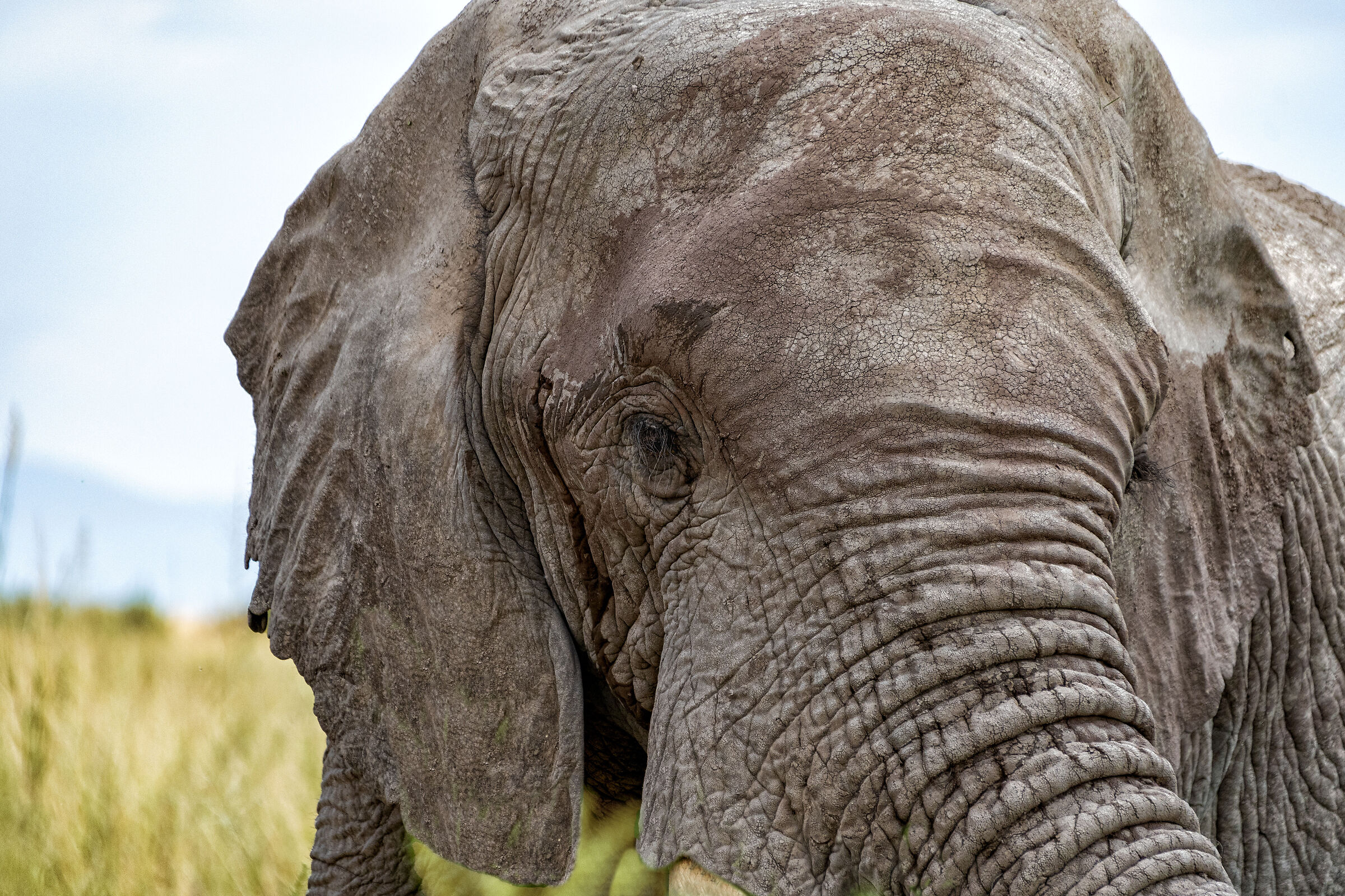 A tu per tu con l'elefante