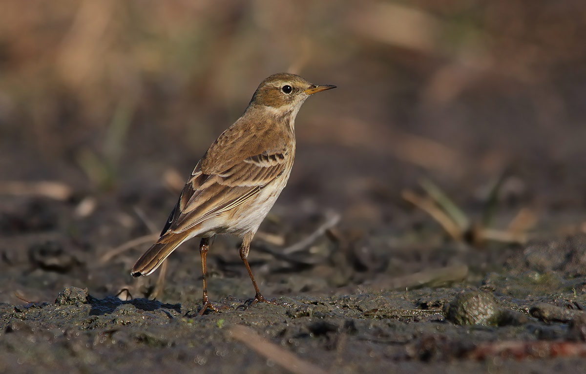pipit