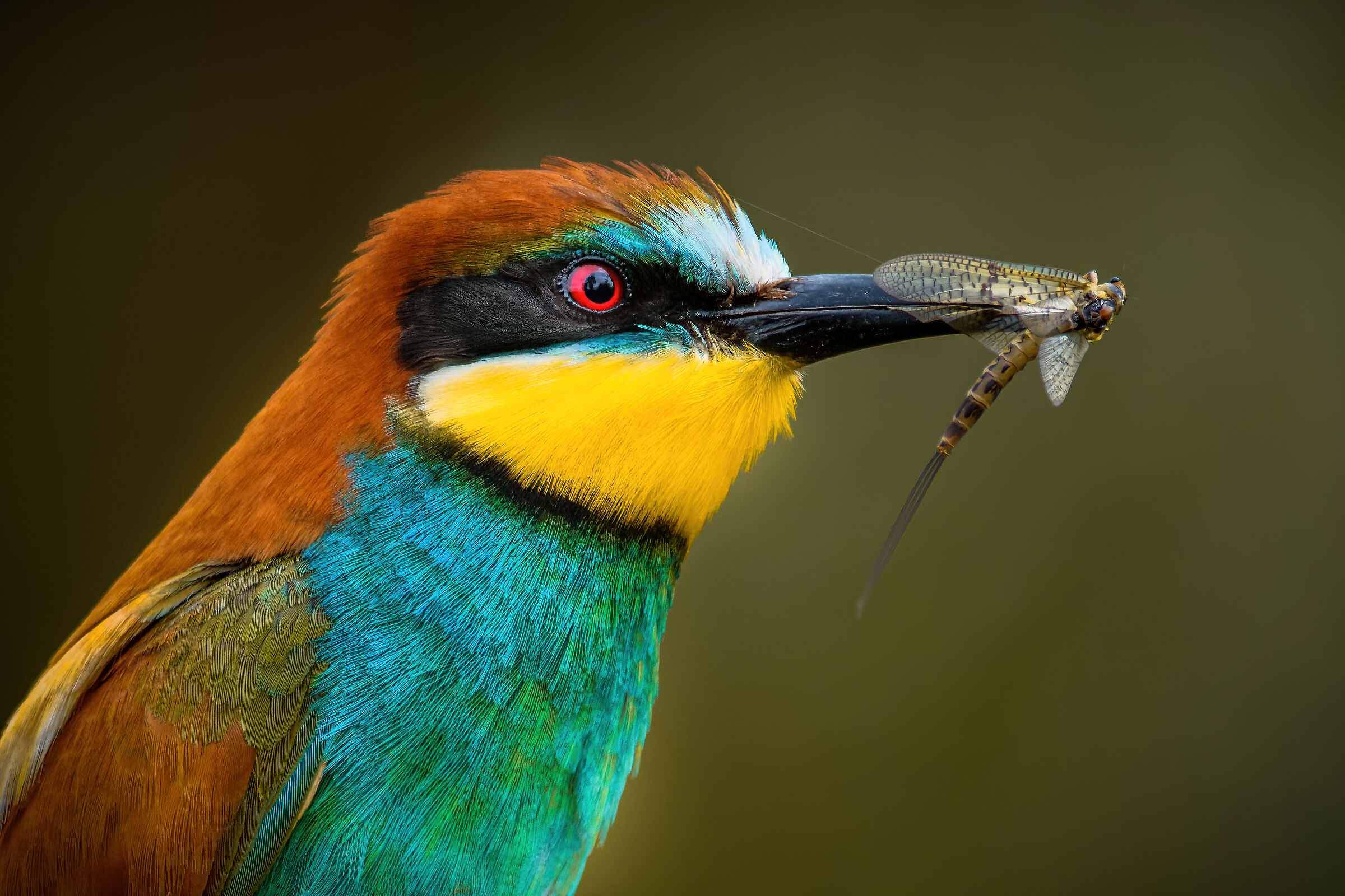 The European bee-eater (Merops apiaster)