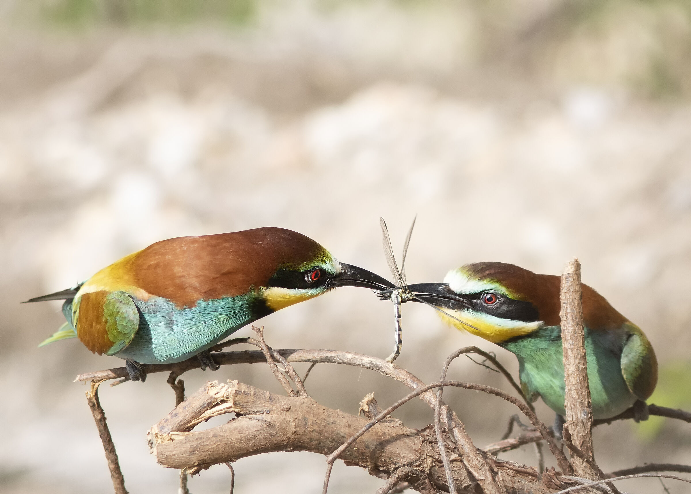 Bee-eaters: the gift