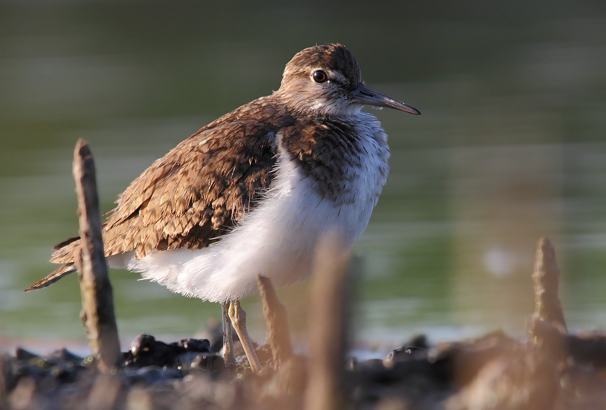 sandpiper