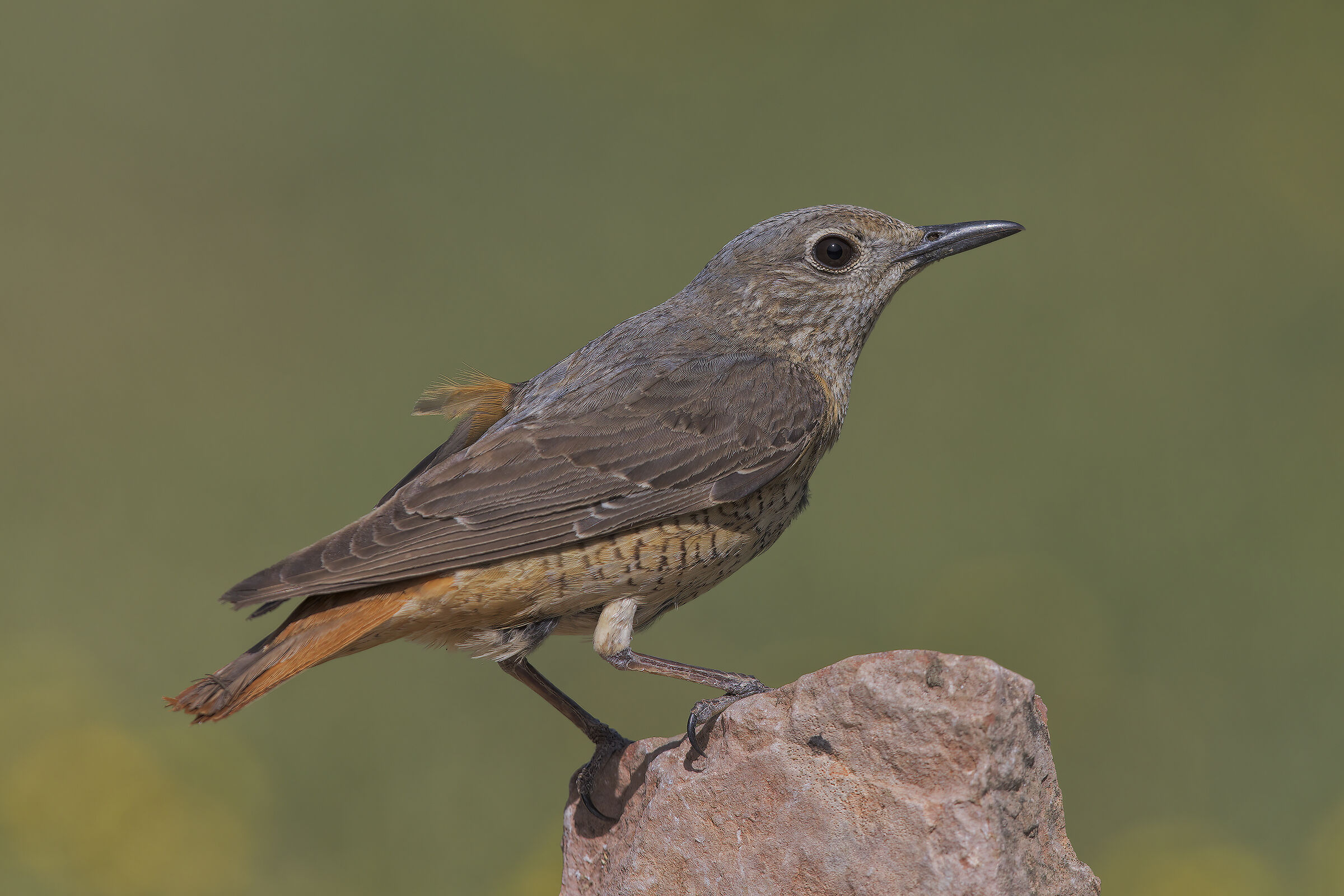 Codirossone  femmina
